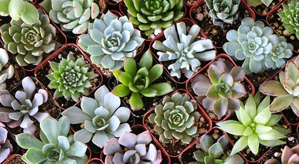Stress Free Succulent Care  The Urban Jungle Journal, Art Terrarium