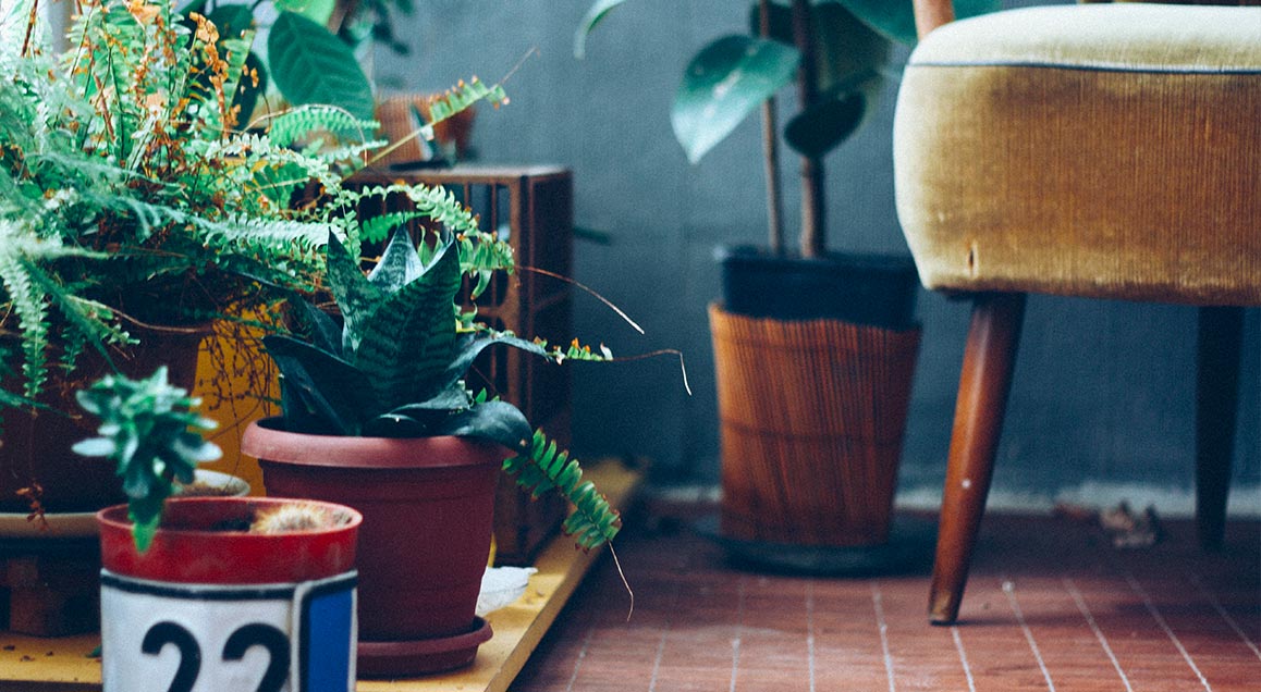 Getting Started: Plant Selection & Potting  Art Terrarium
