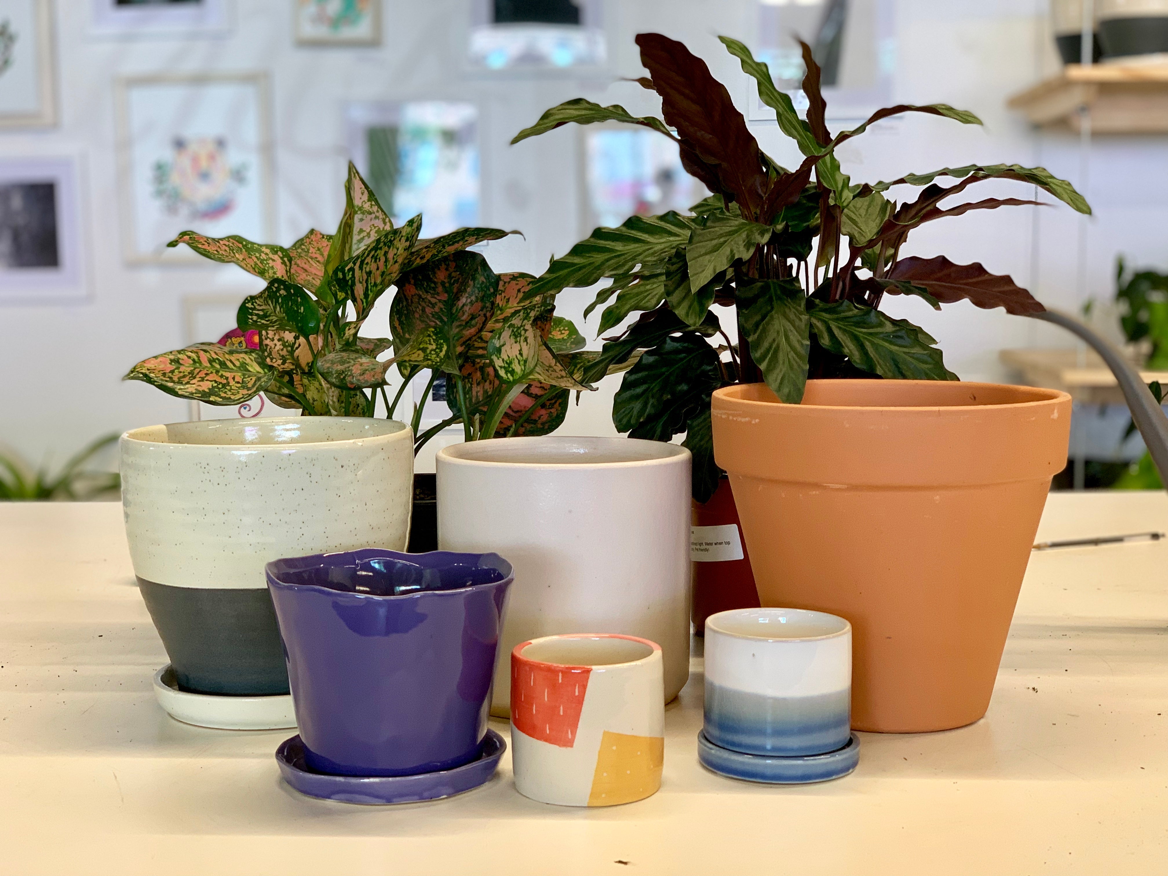 Big Ceramic Pots For Plants