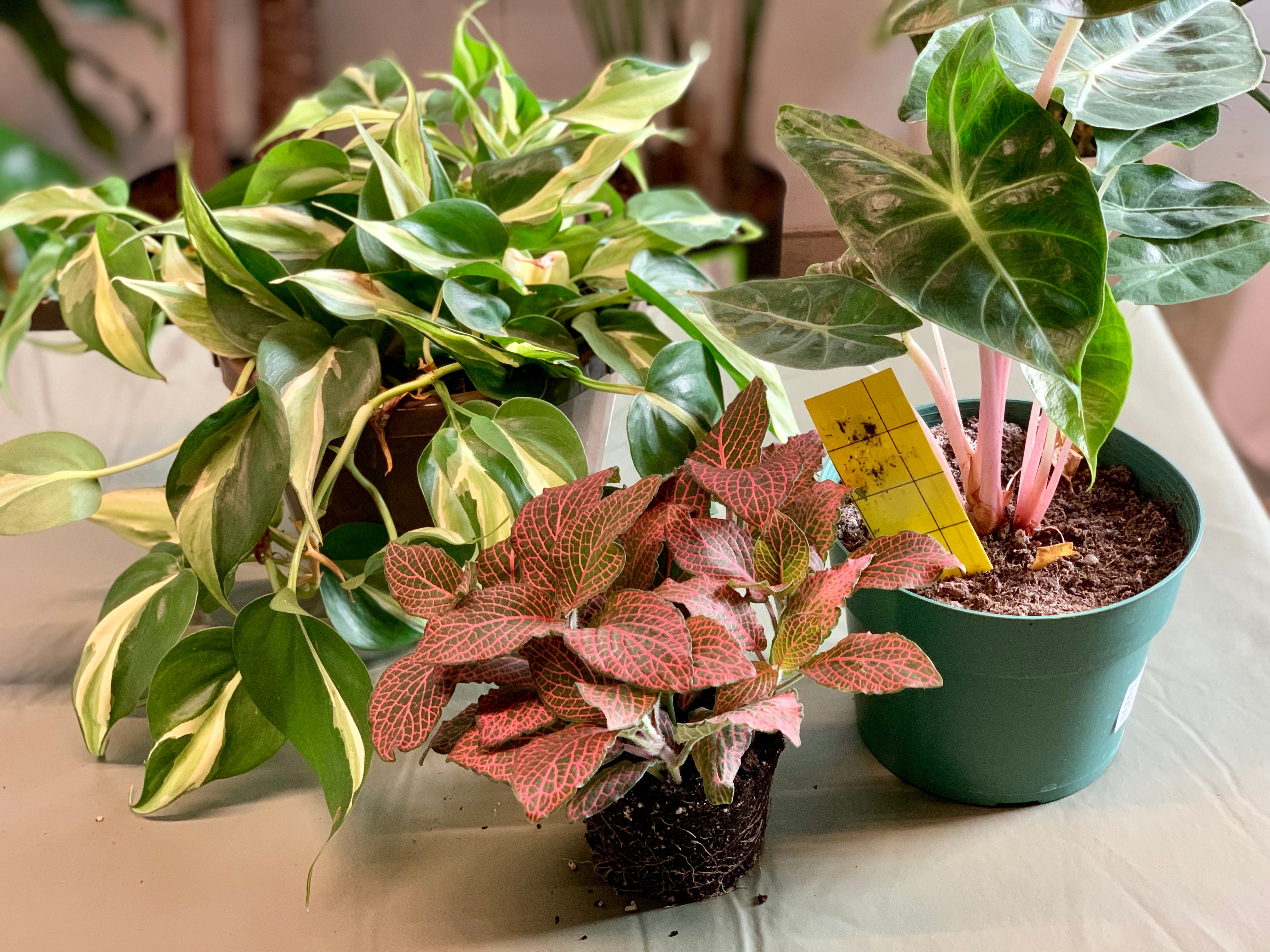 The easy way to get rid of Fungus Gnats on indoor plants (once and