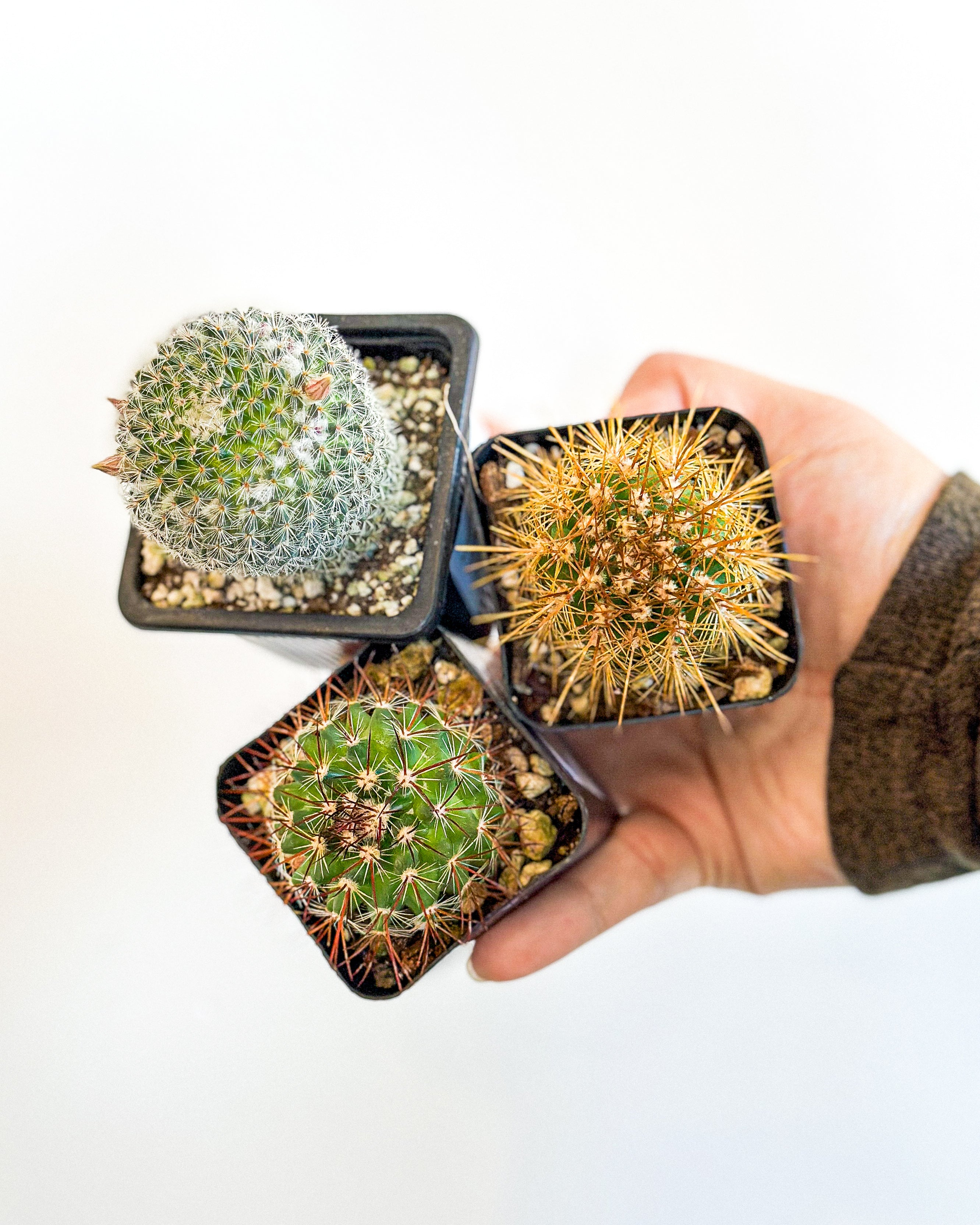 Assorted Cactus