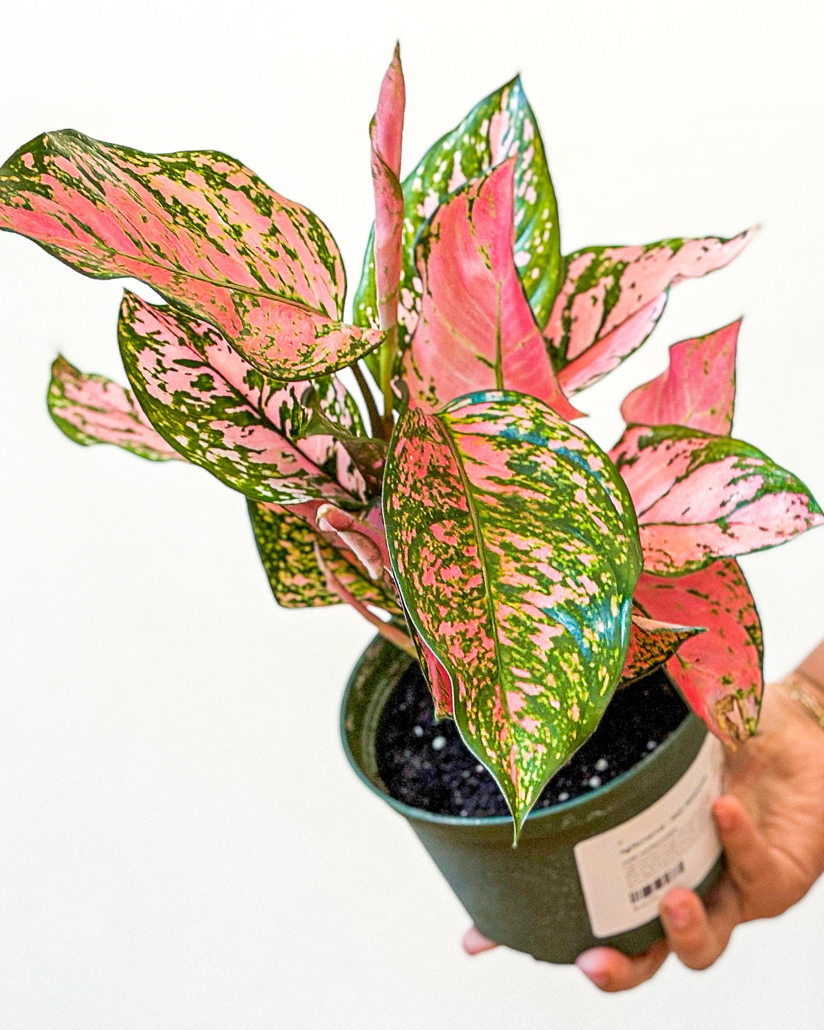 Aglaonema - Red Valentine