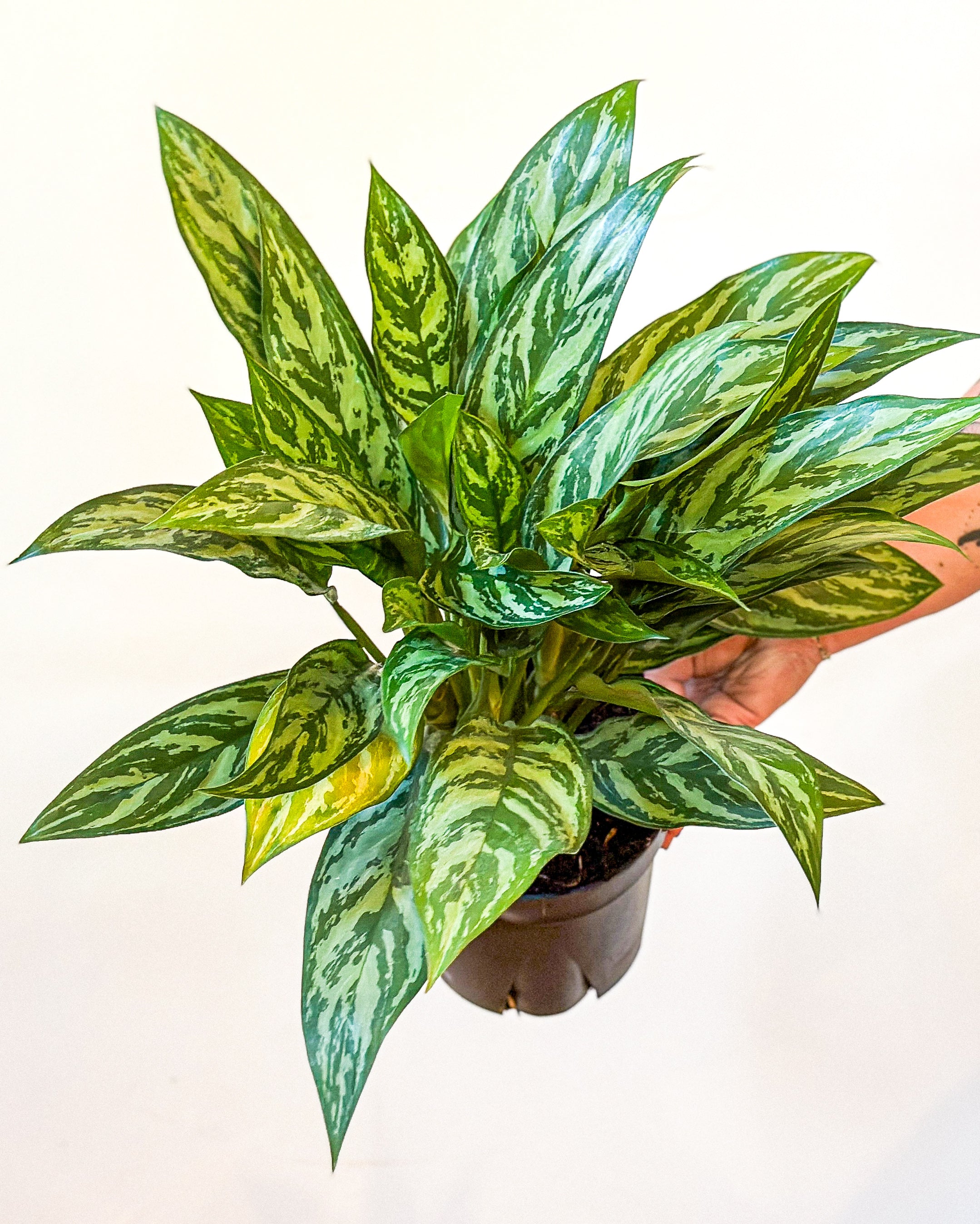 aglaonema tigress toxic Aglaonema Tigress – Art Terrarium