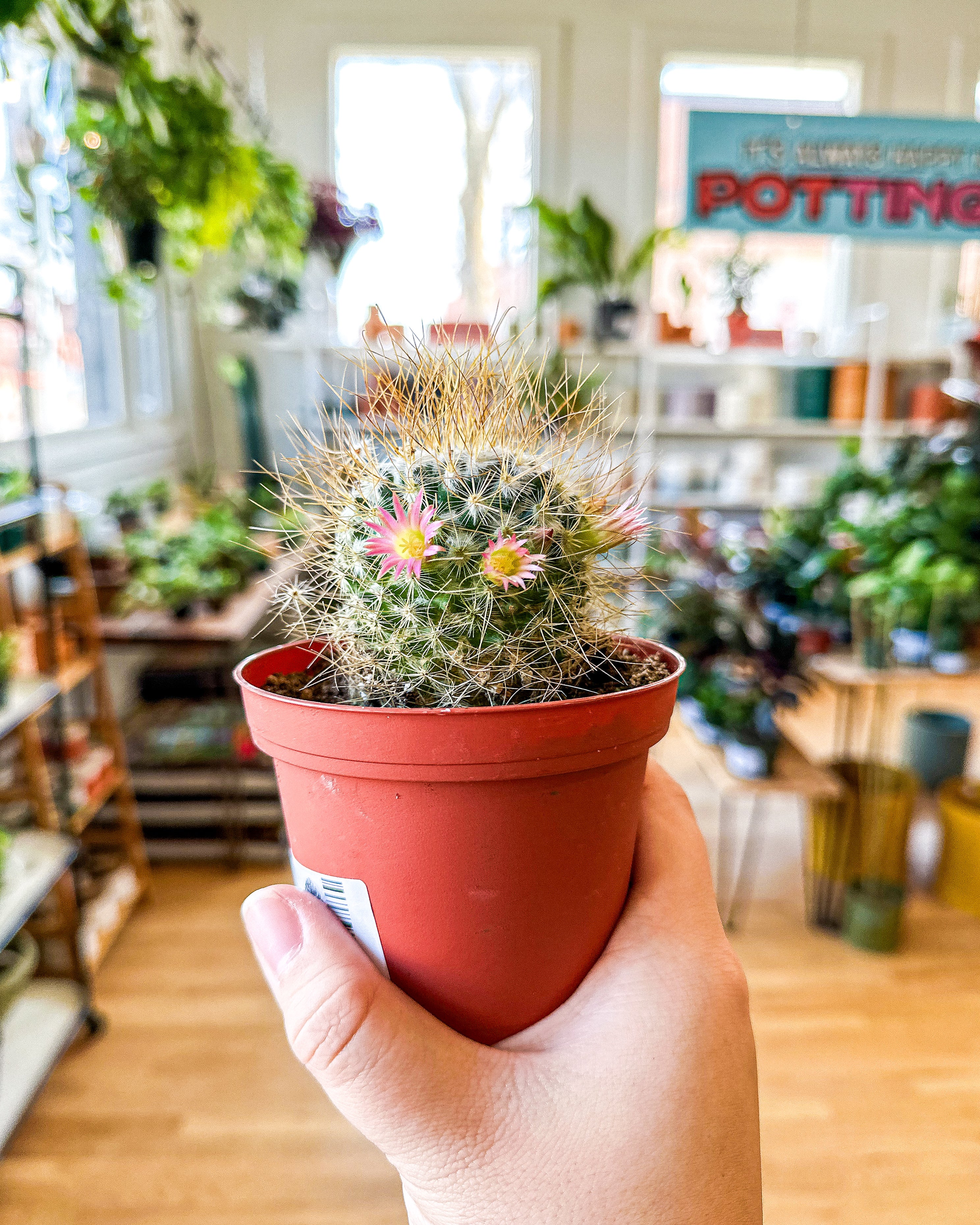 Assorted Cactus