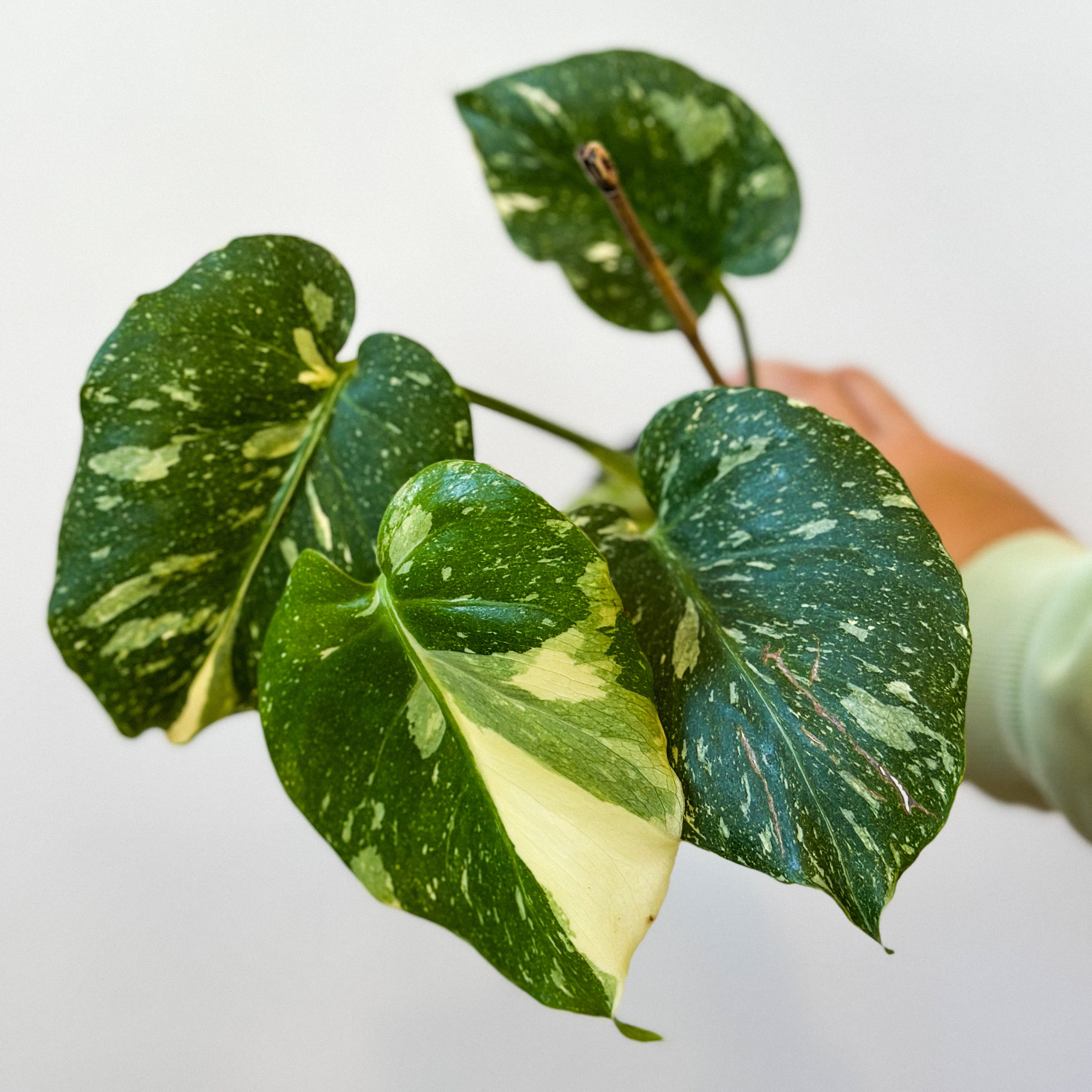 Monstera Thai Constellation