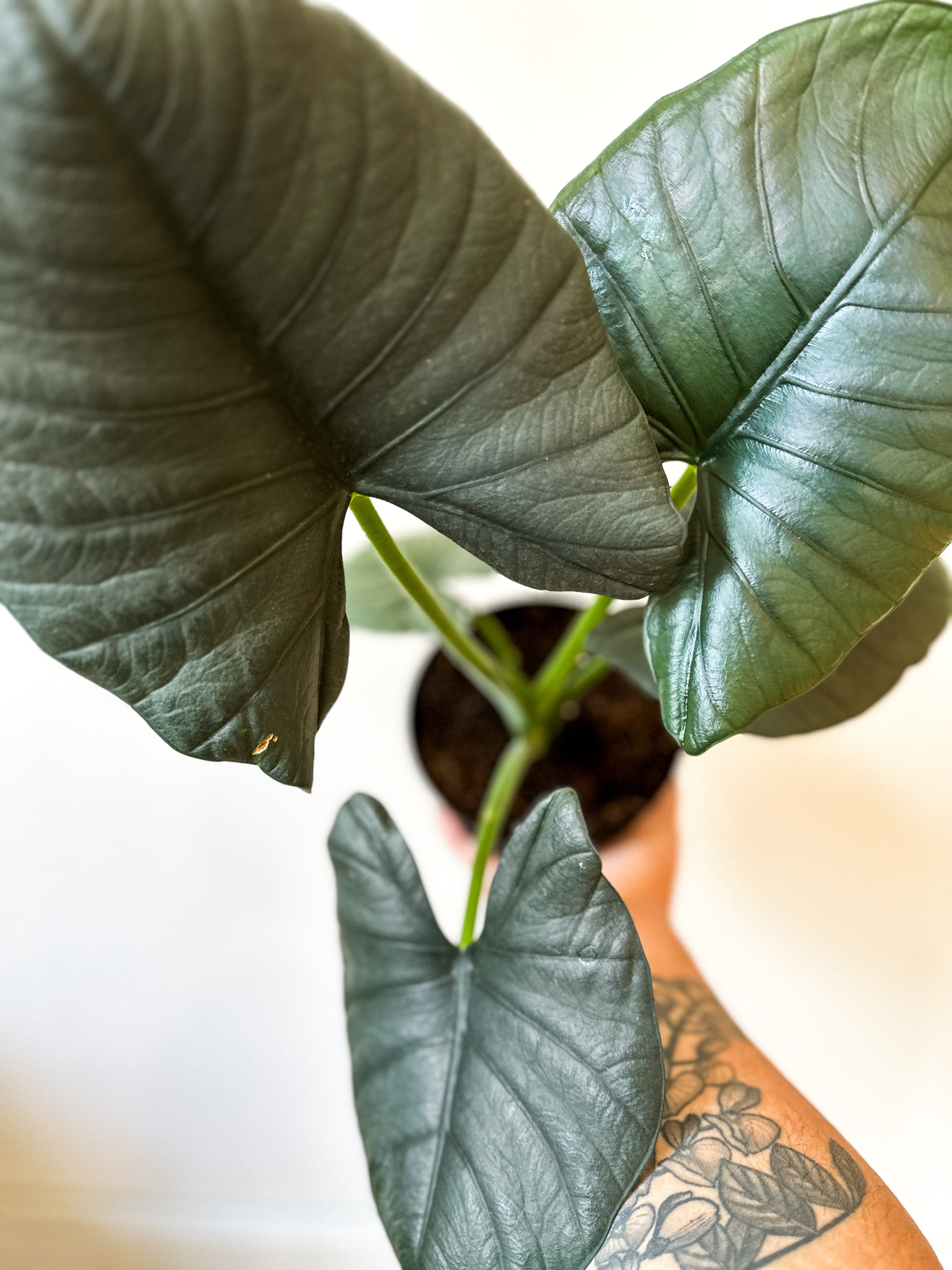Alocasia Reginae