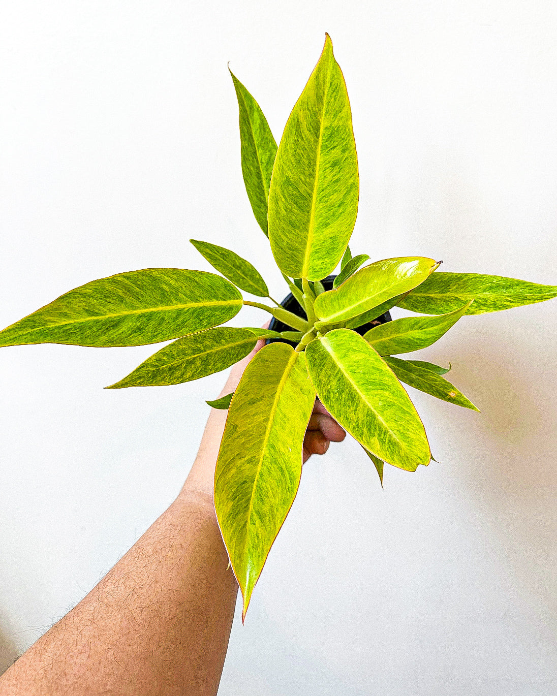 philodendron calkins Philodendron Calkins Gold – Art Terrarium
