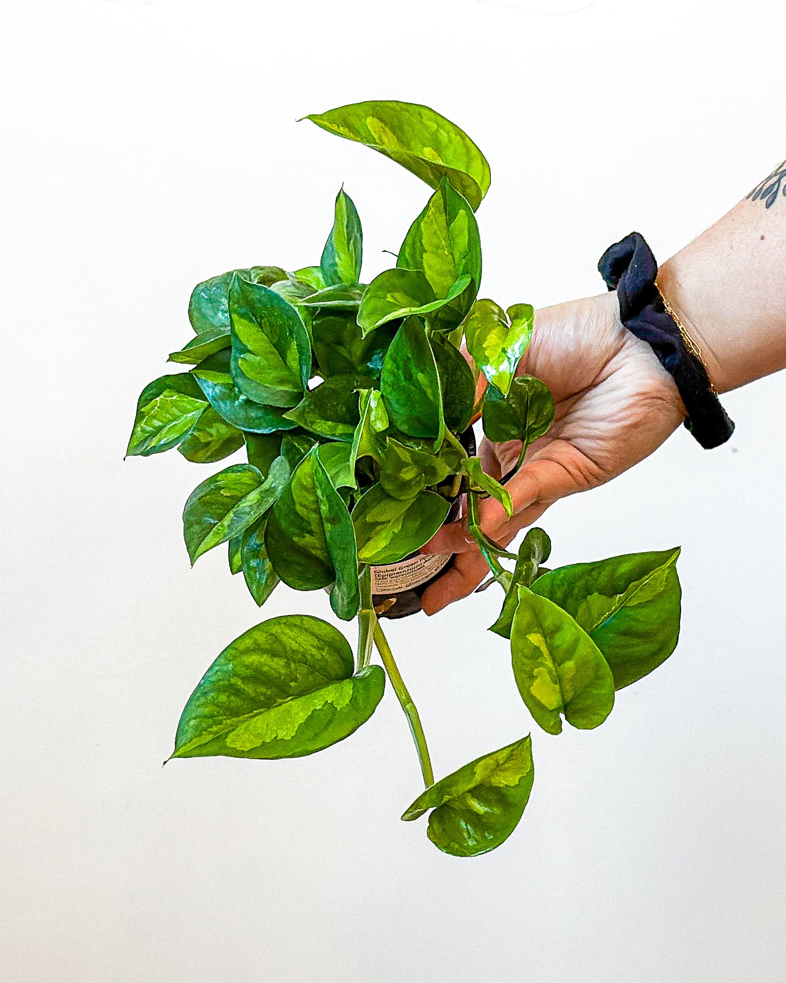 global green pothos price Global Green Pothos (Epipremnum Aureum) – Art Terrarium