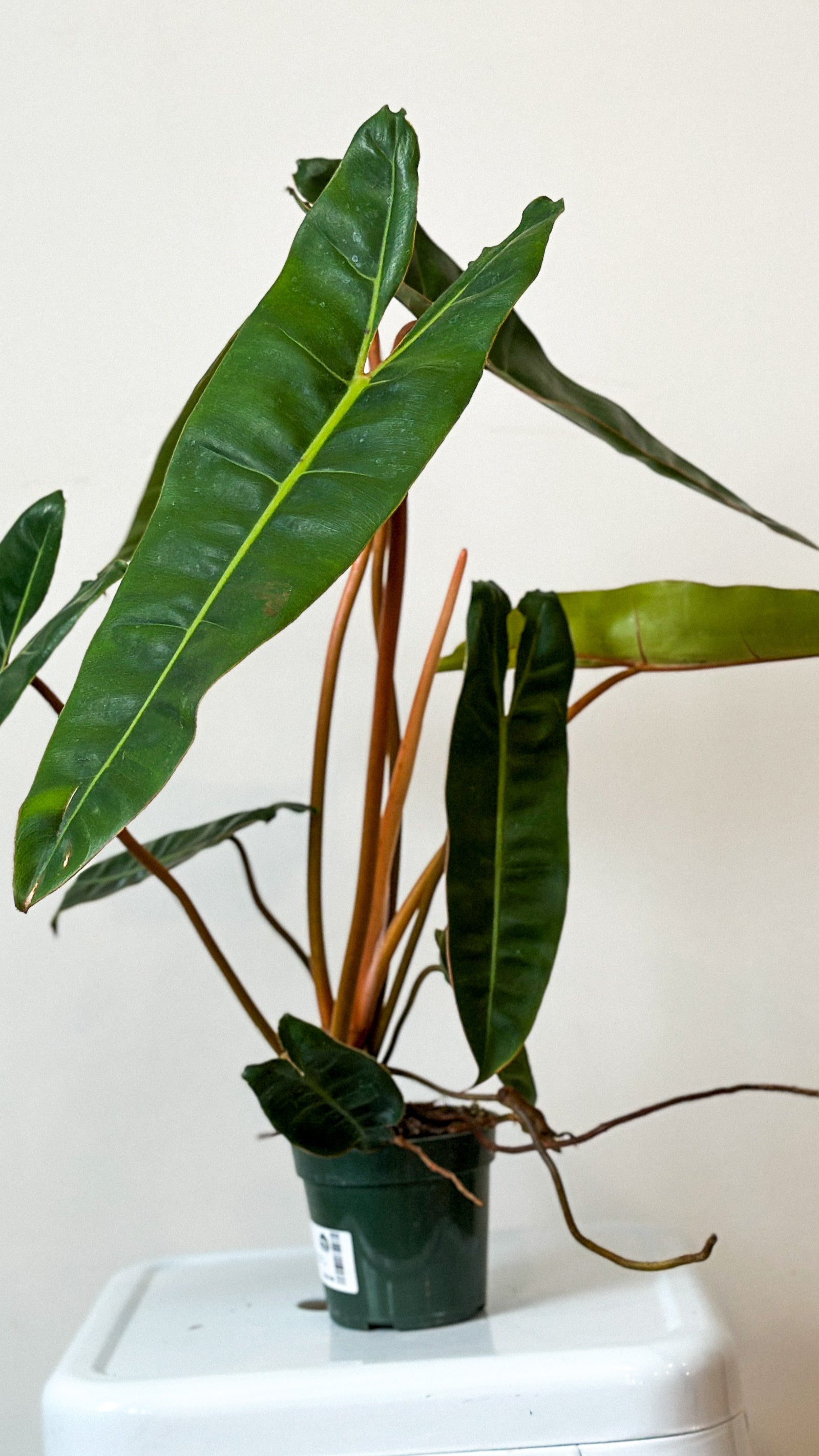 Philodendron Billietiae – Art Terrarium