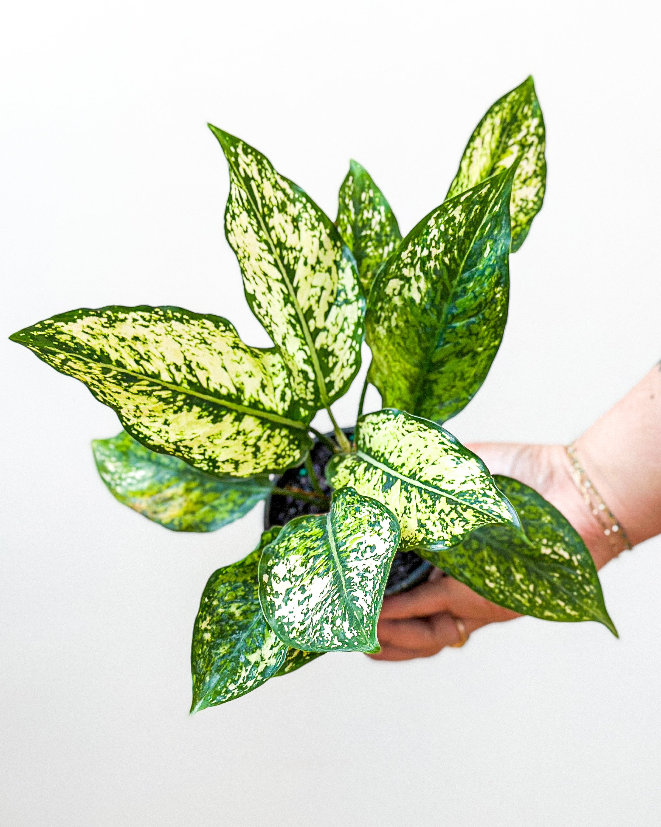 Aglaonema Wintry Winehouse