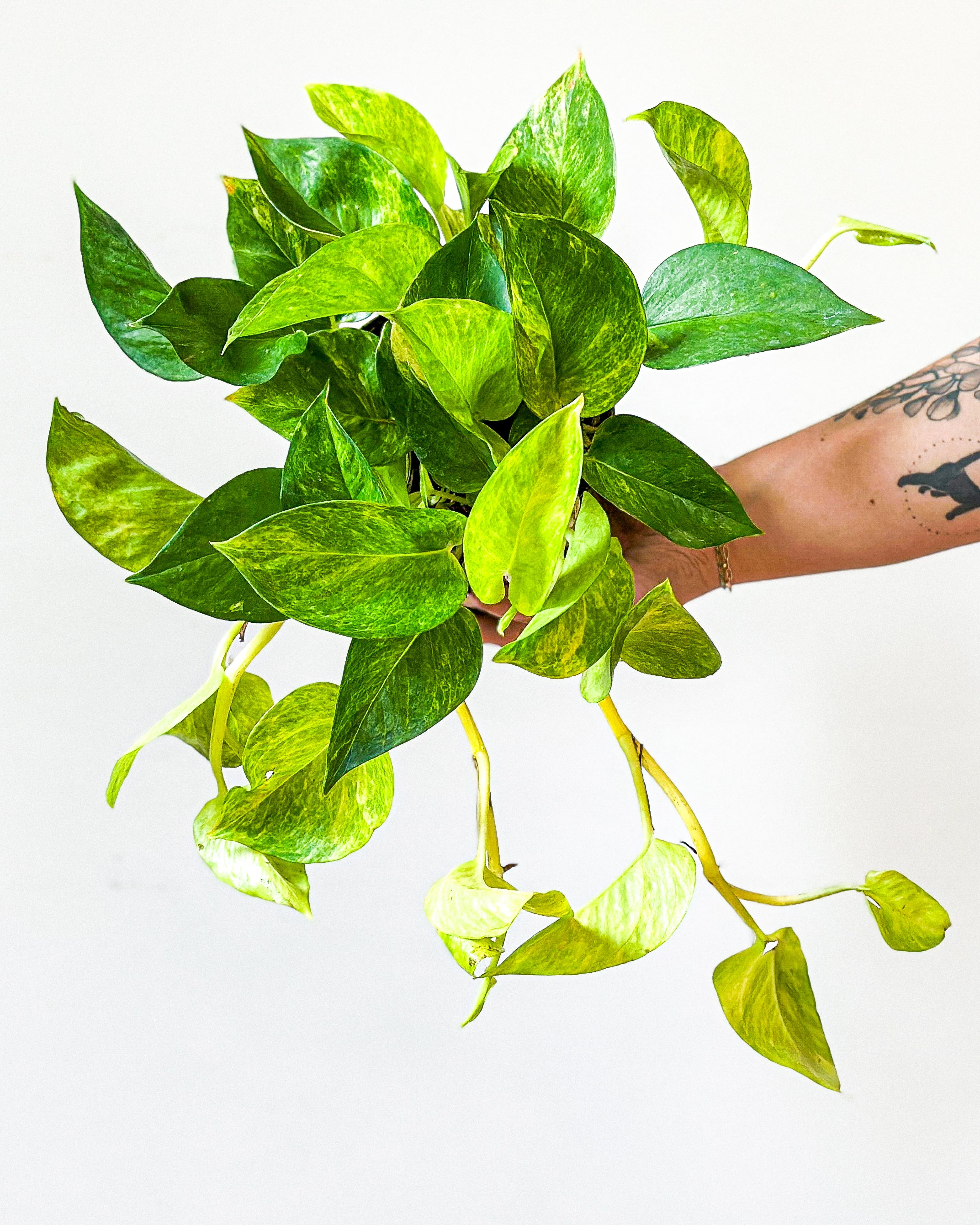pothos sun Sun Queen Pothos