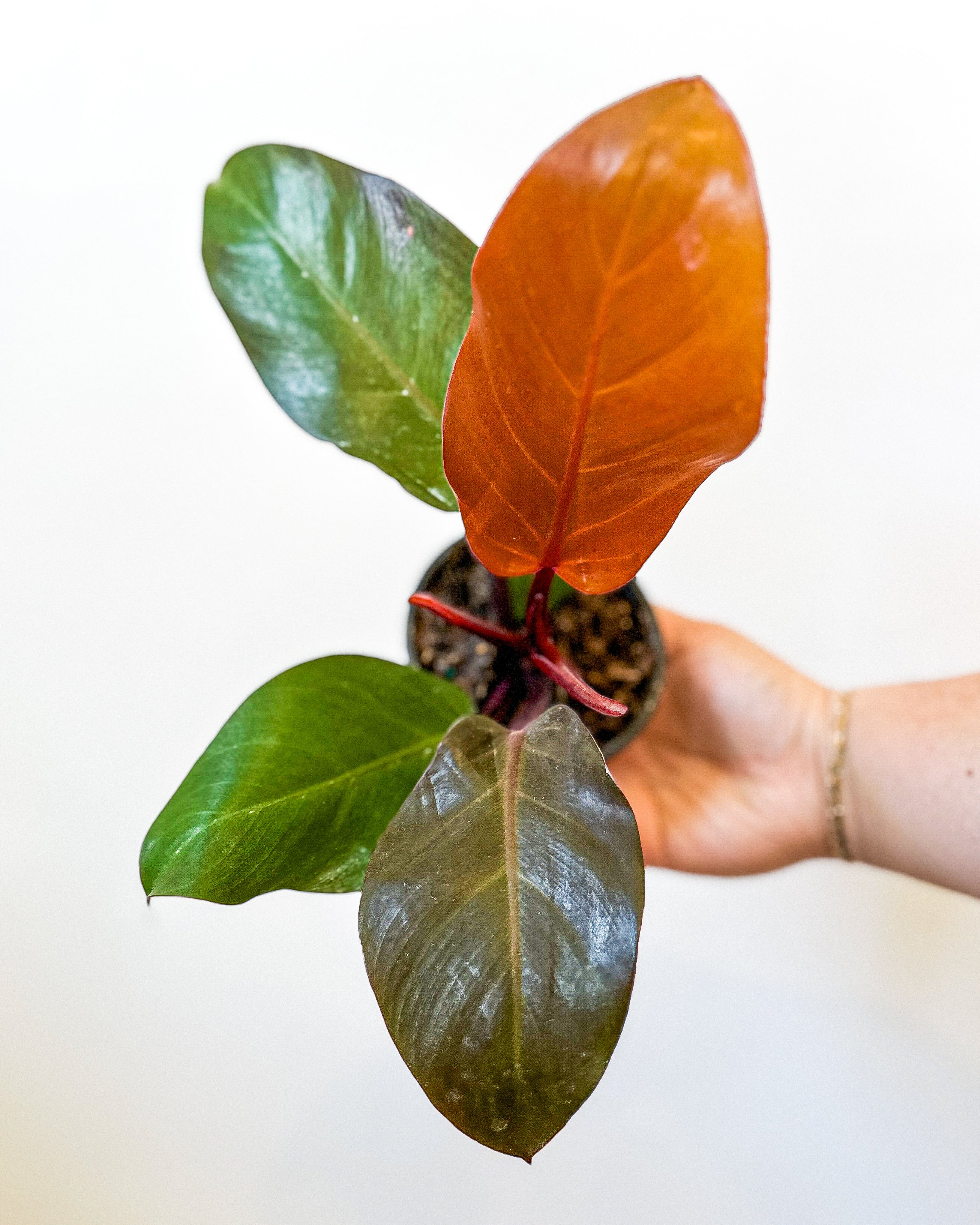red cherry philodendron Philodendron Red Cherry – Art Terrarium
