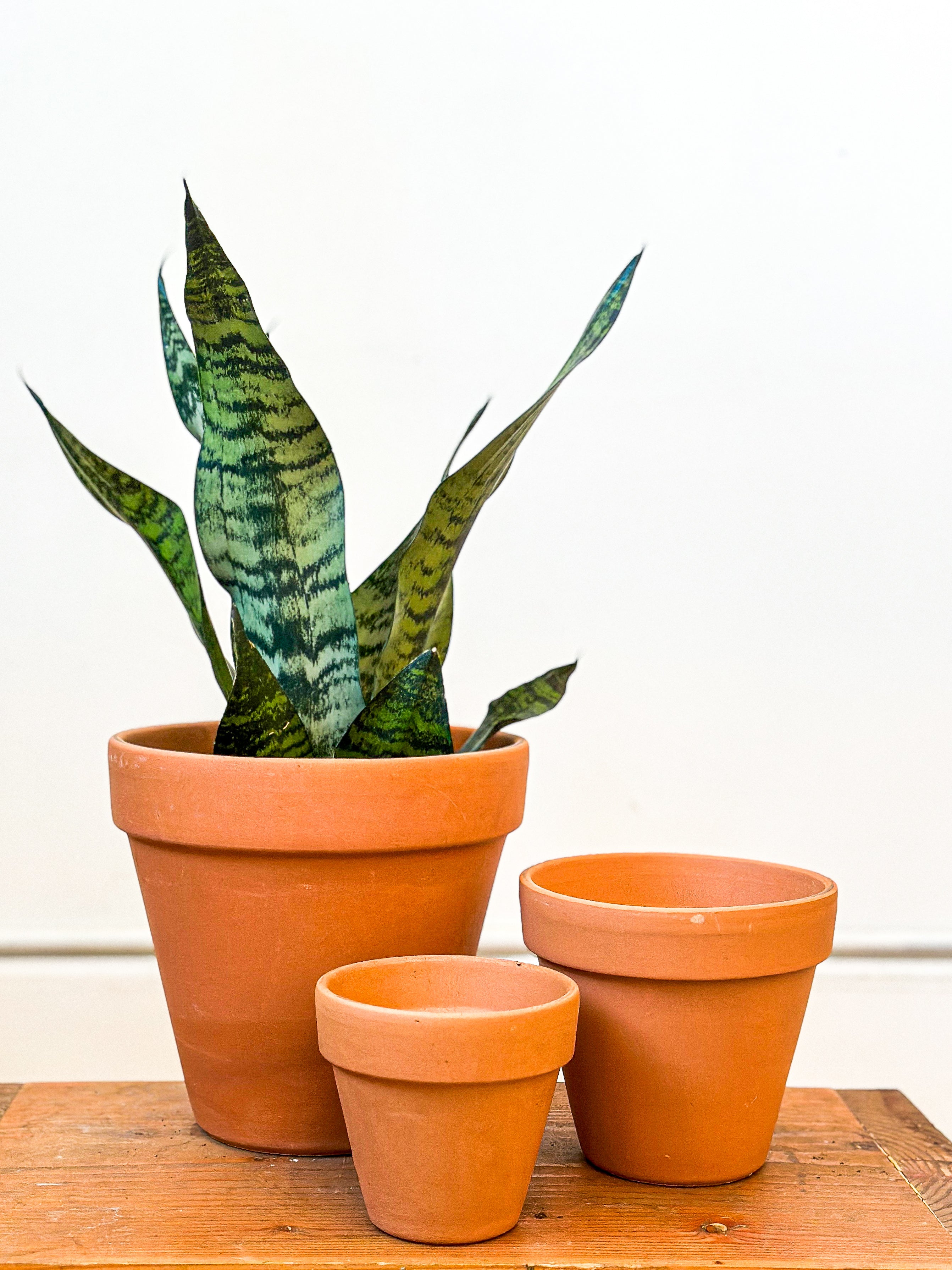 Terracotta Planter