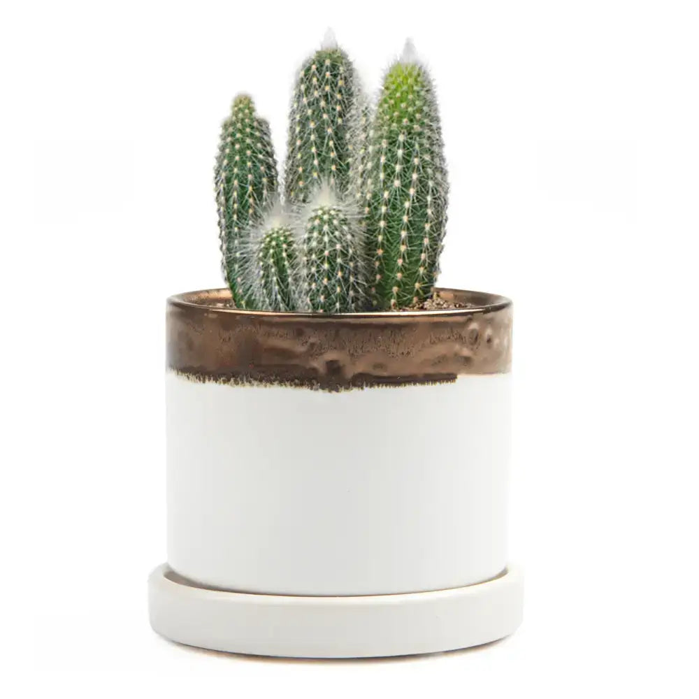 Chive - Minute Ceramic Plant Pots Indoor: Bronze White / 3"