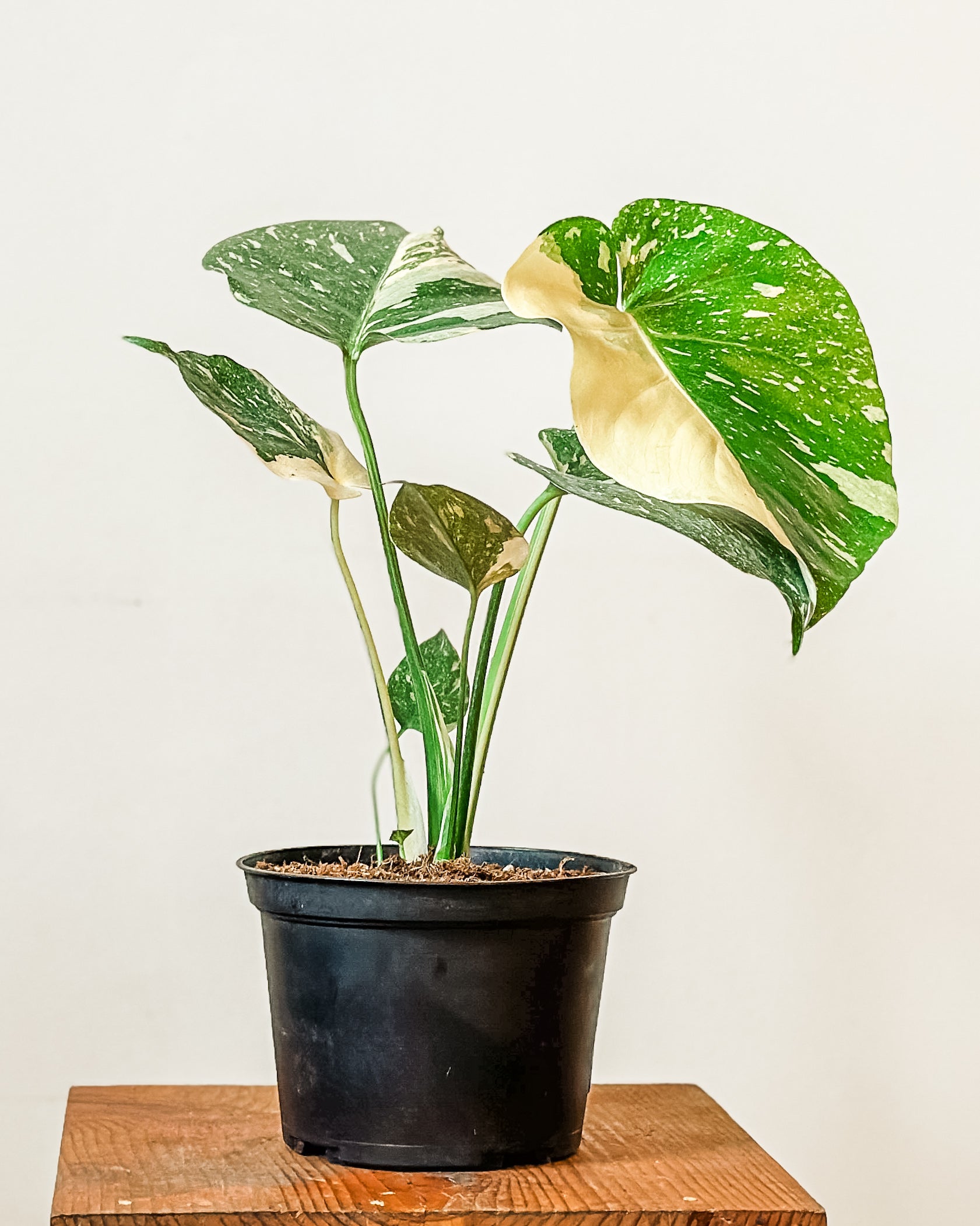 Monstera Thai Constellation