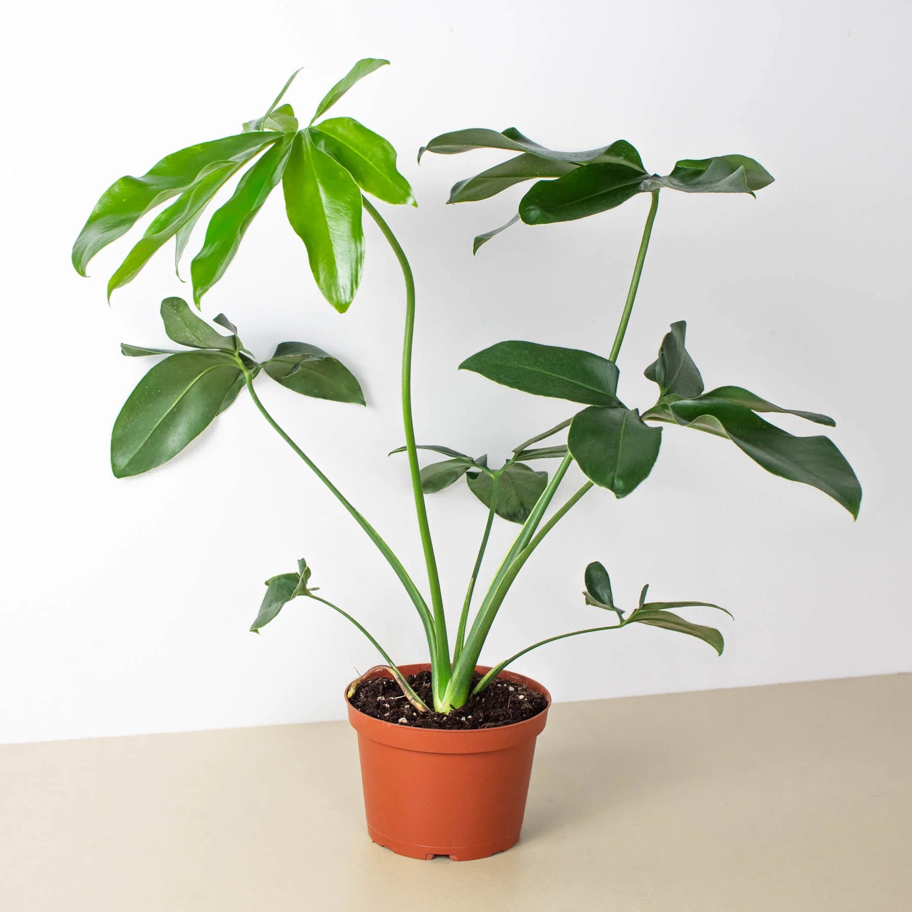 philodendron arborescent Philodendron Goeldii (Thaumatophyllum spruceanum)