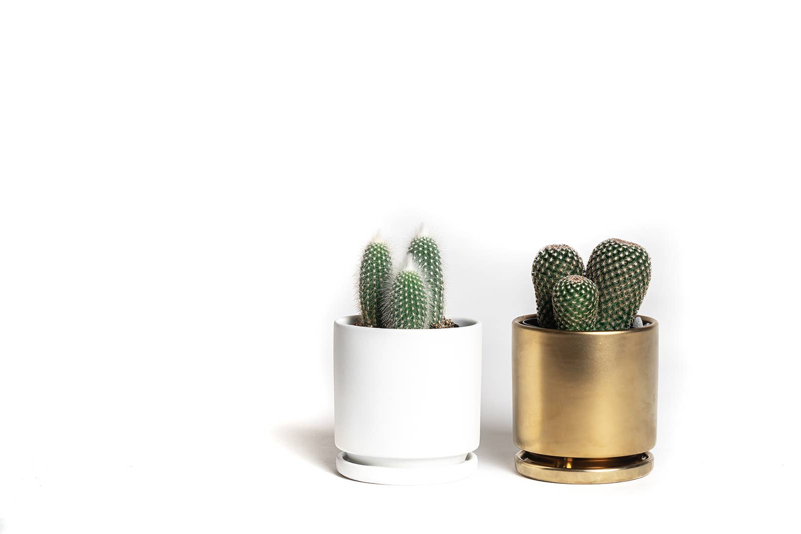 Momma Pots - 8.25" Gemstone Cylinder Pots with Water Saucers: Top Half Mustard