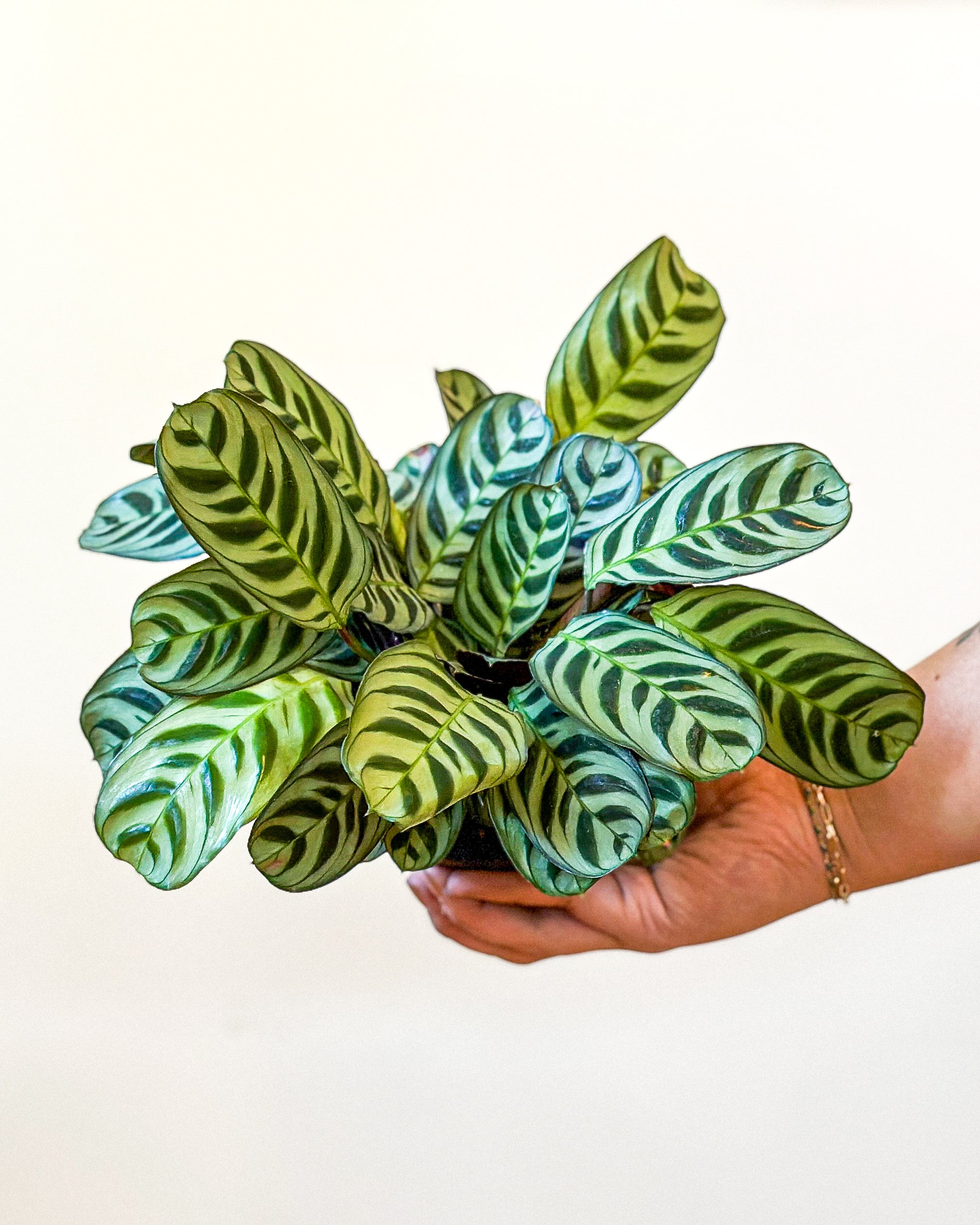 calathea amagris Calathea