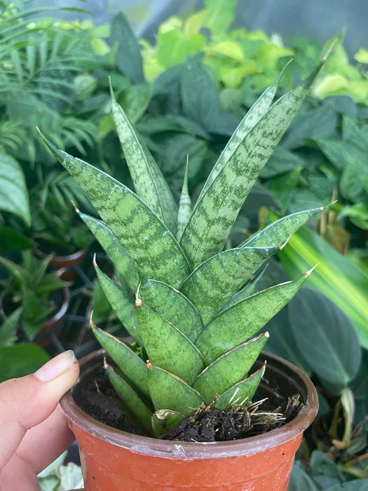 sansevieria green giant Sansevieria