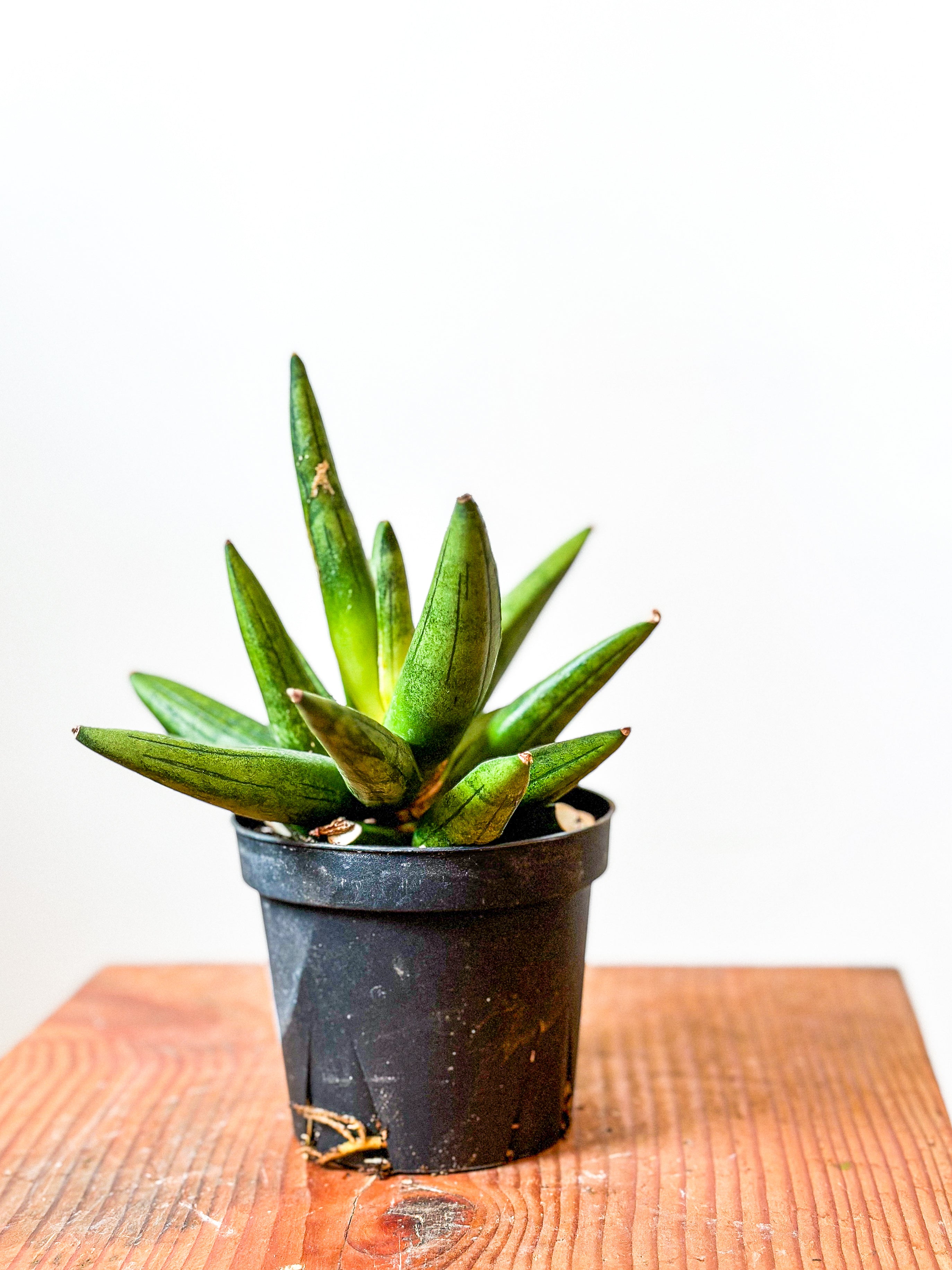 sansevieria hedgehog Sansevieria