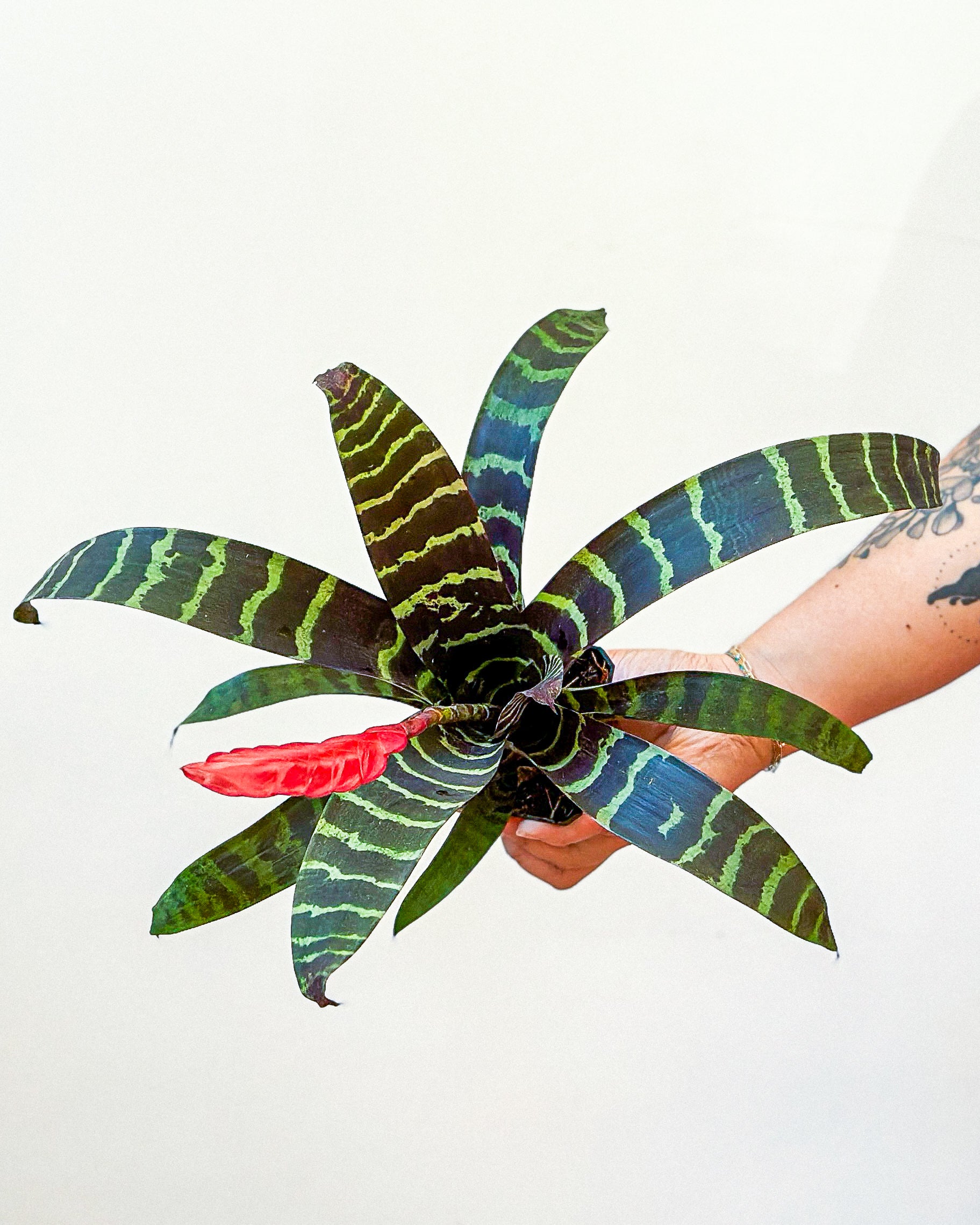 Bromeliad - Splenrite Tiger