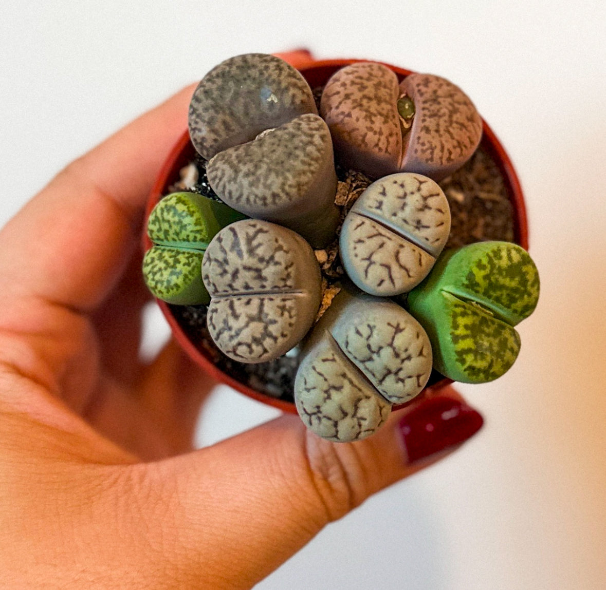 Lithops (Living Stone)