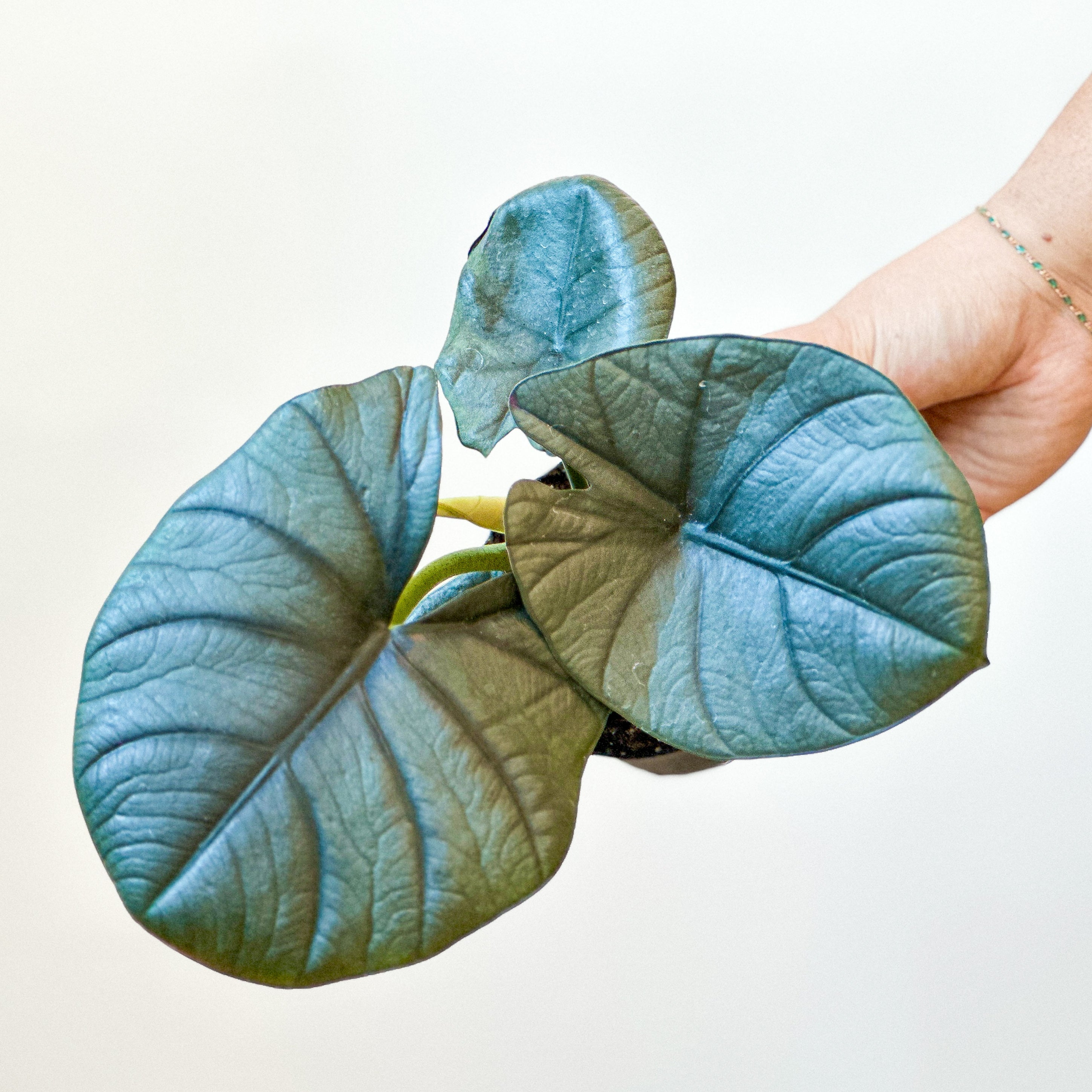 Alocasia Reginae