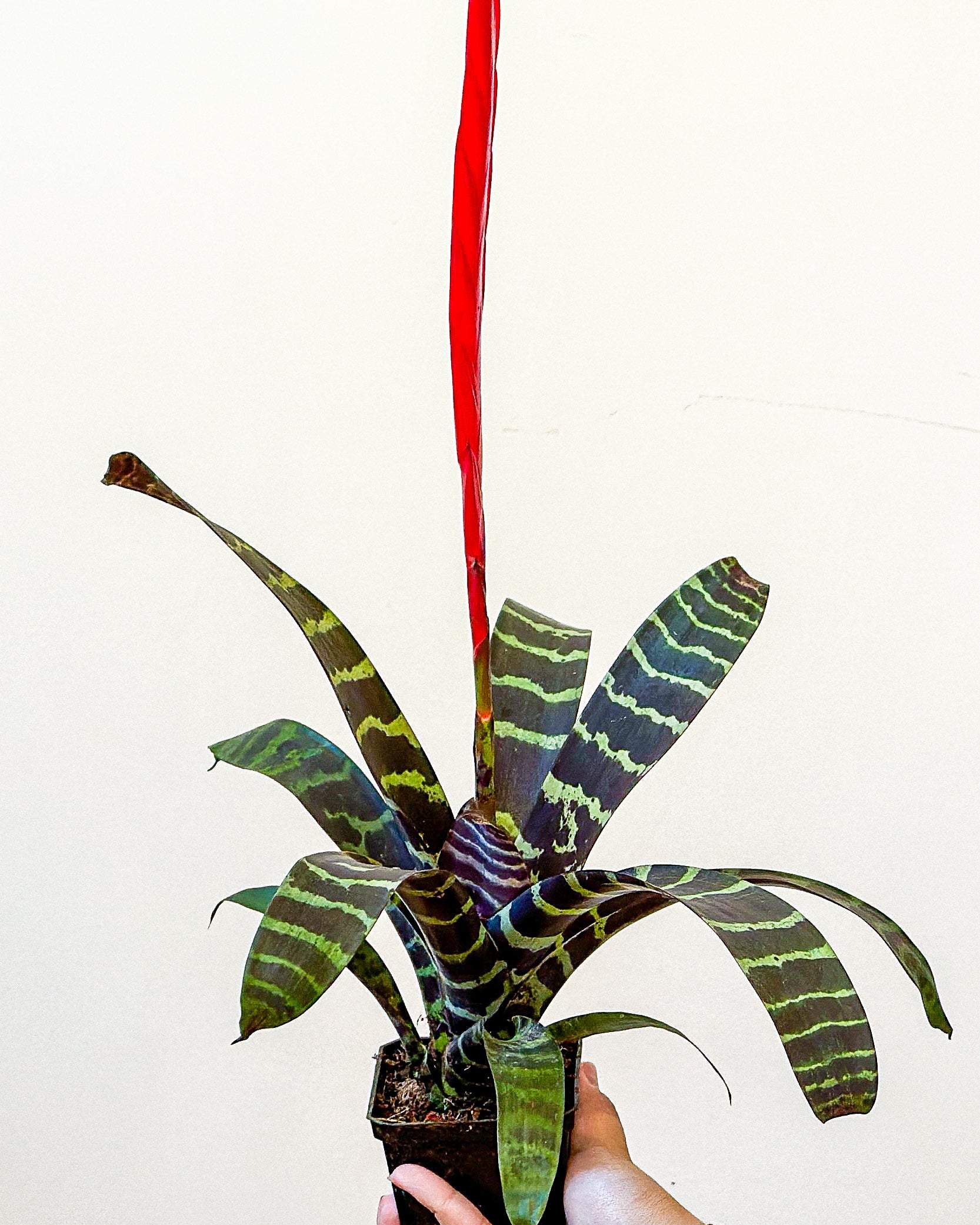 Bromeliad - Splenrite Tiger