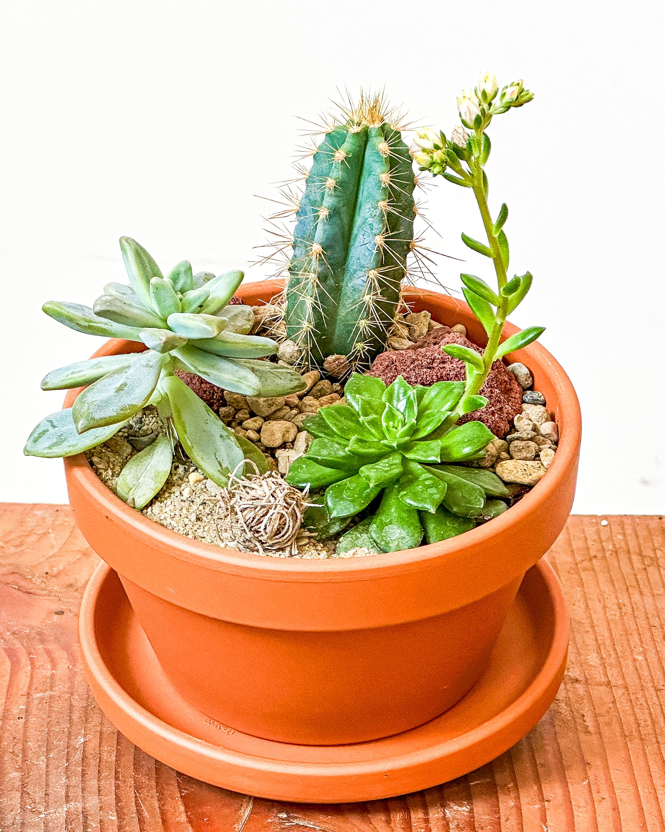 succulent potting class Succulent Planter Workshop