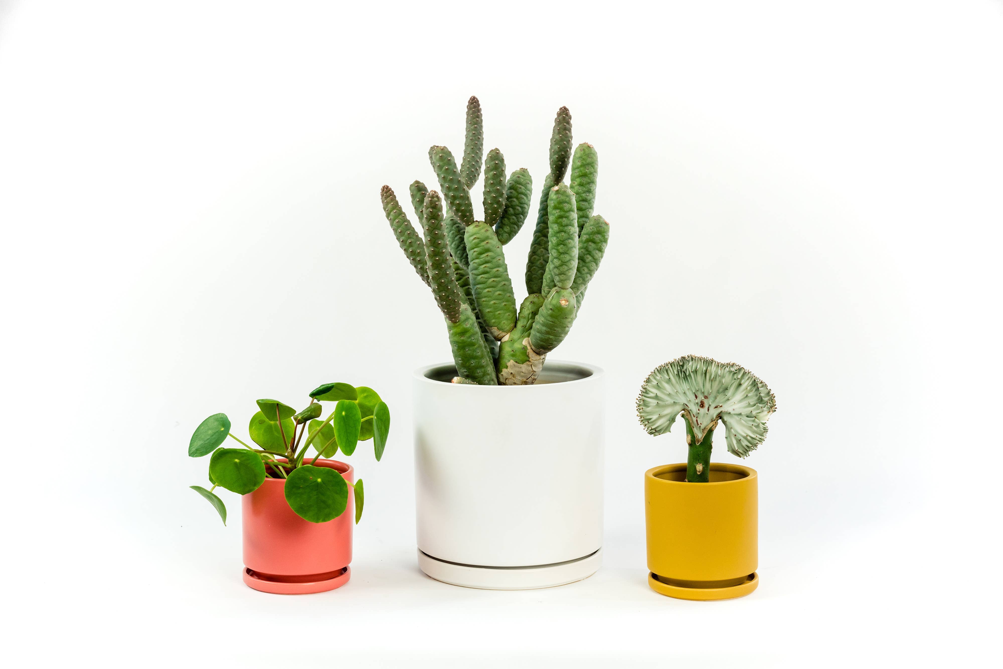 Momma Pots - 6.5" Gemstone Cylinder Pots with Water Saucers: Top Half Dusty Rose