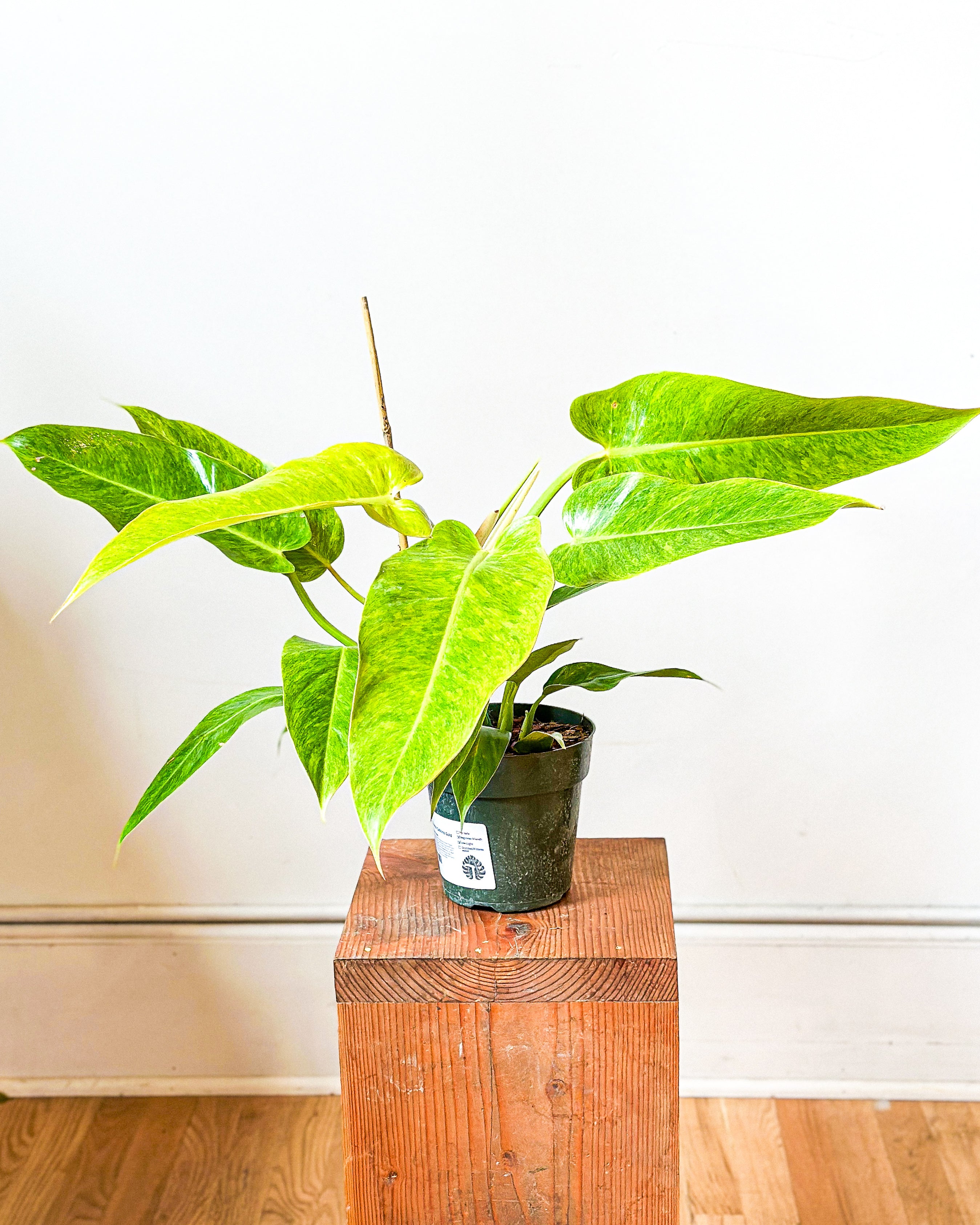philodendron calkins Philodendron Calkins Gold