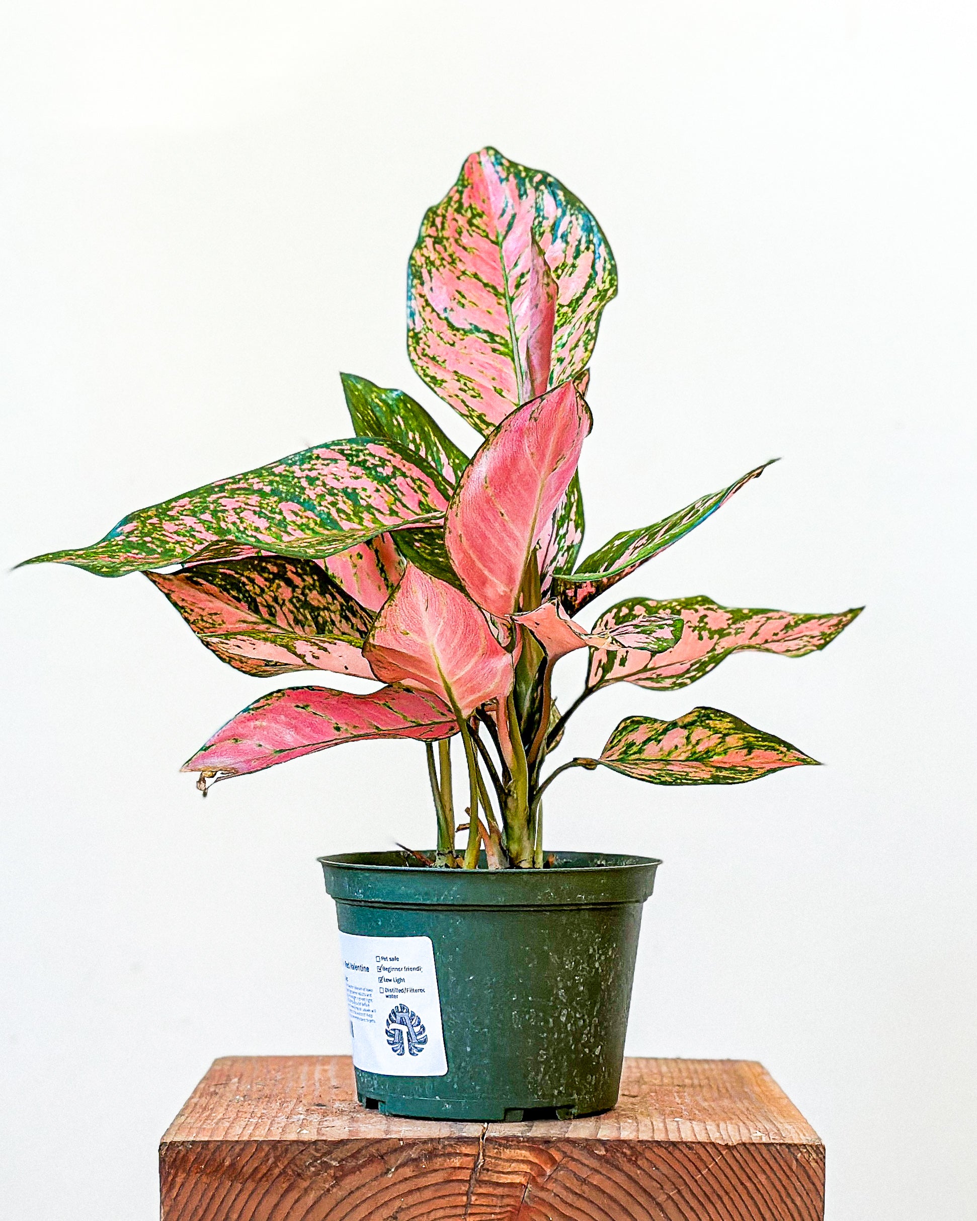 Aglaonema - Red Valentine