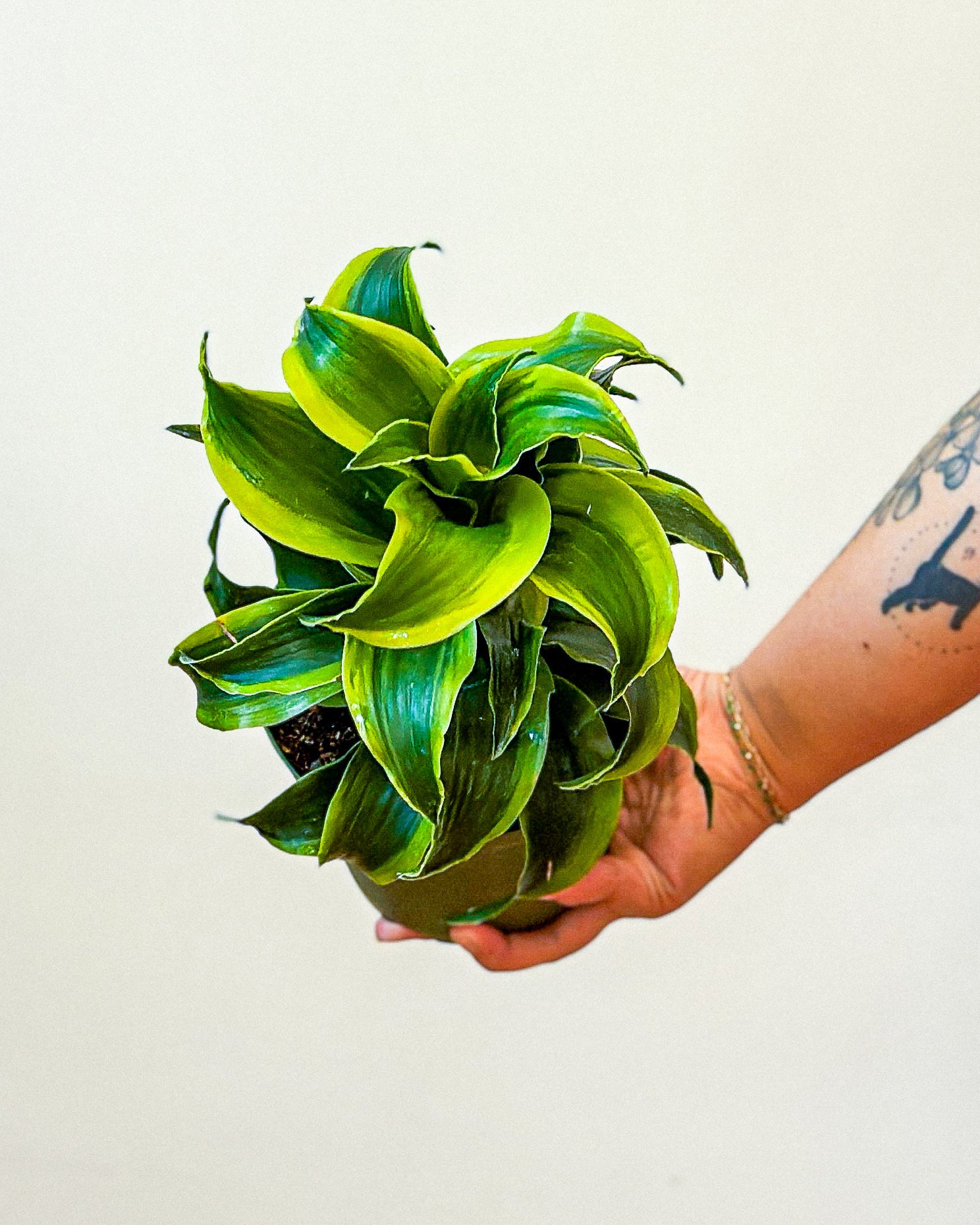 dracaena tornado dragon Dracaena Dragon Tornado – Art Terrarium