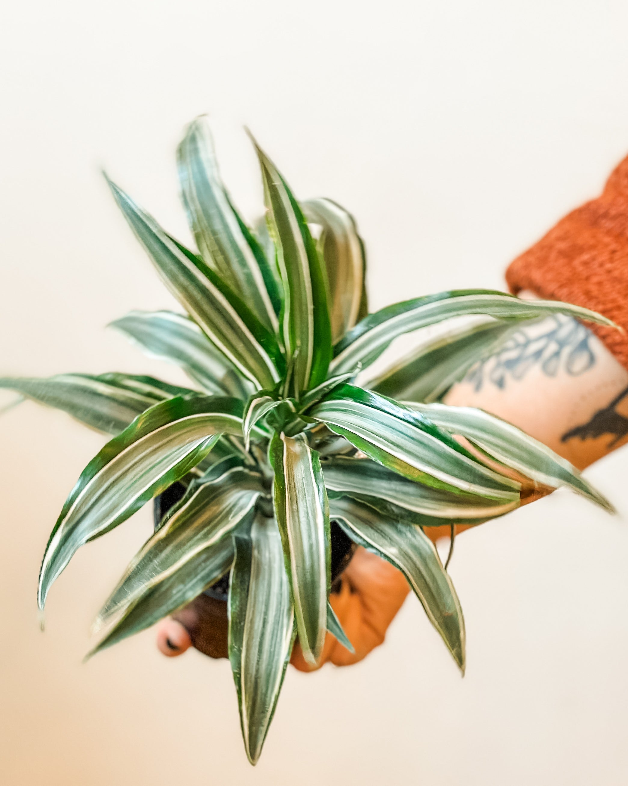 Dracaena