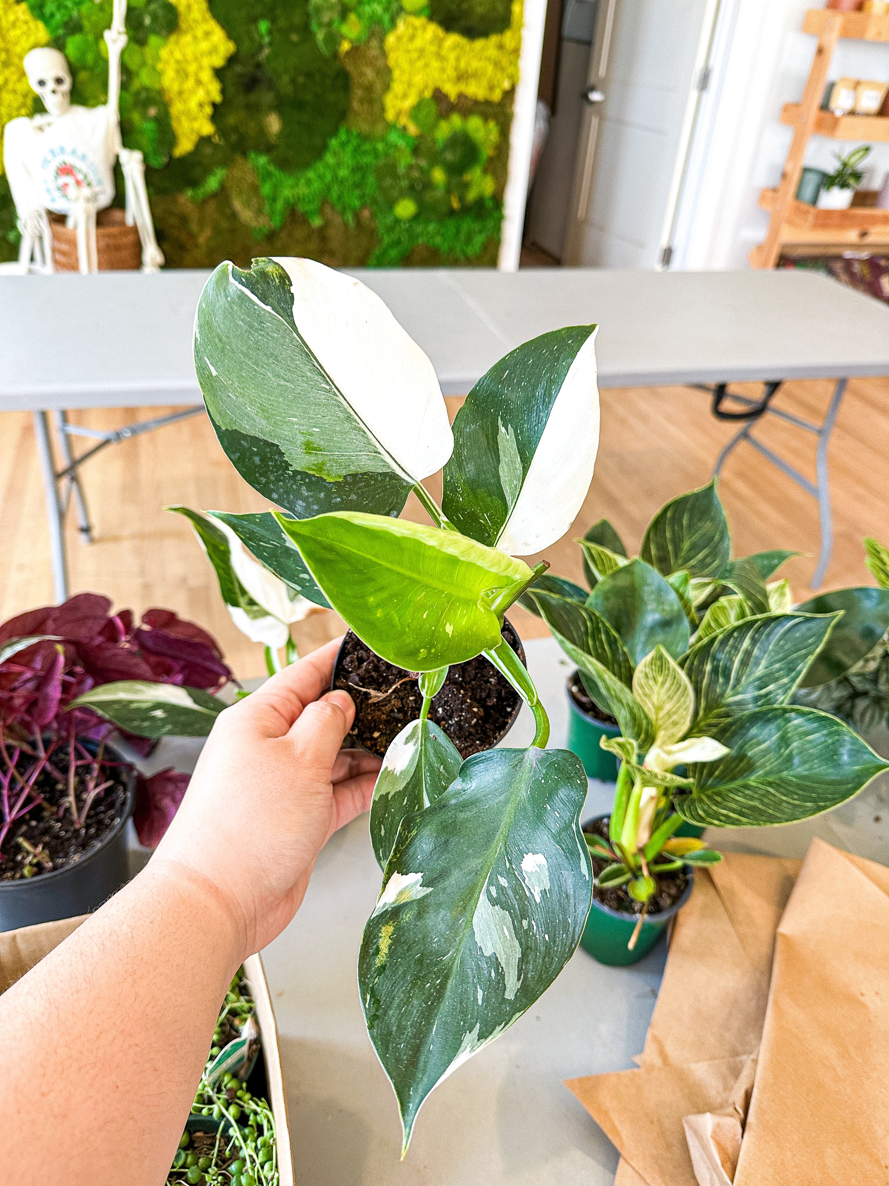 White Wizard Philodendron