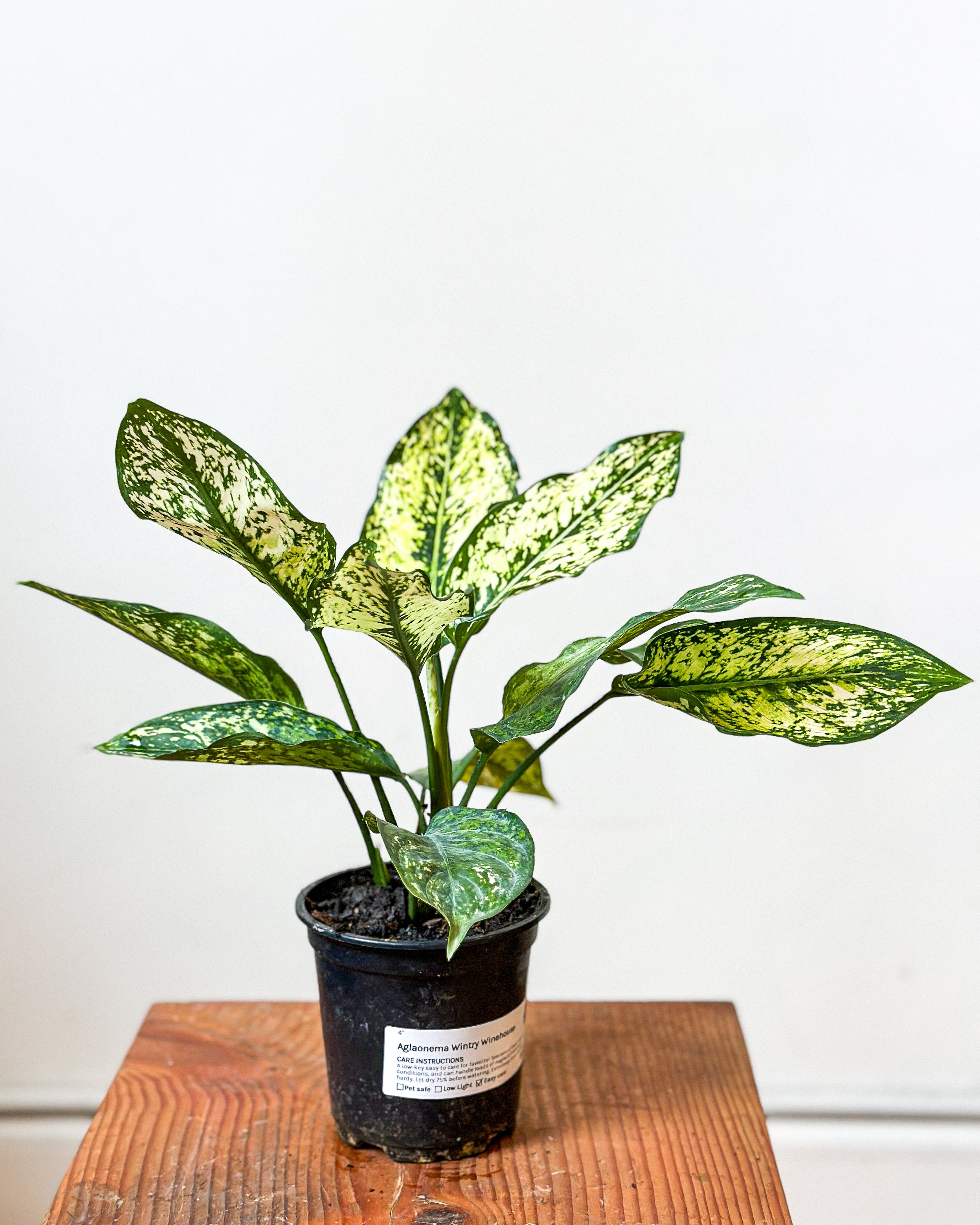 aglaonema wintry winehouse Aglaonema Wintry Winehouse – Art Terrarium