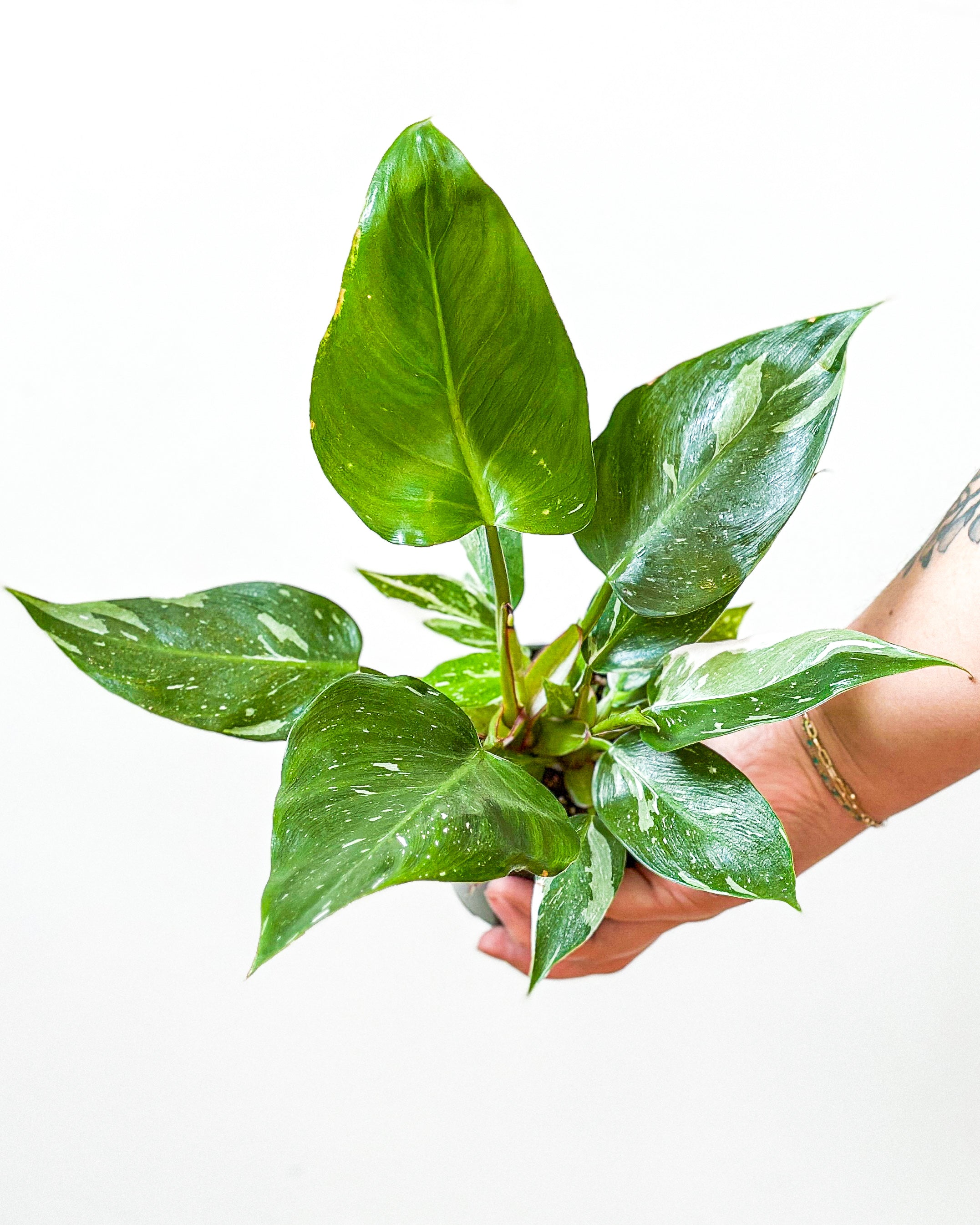 White Wizard Philodendron