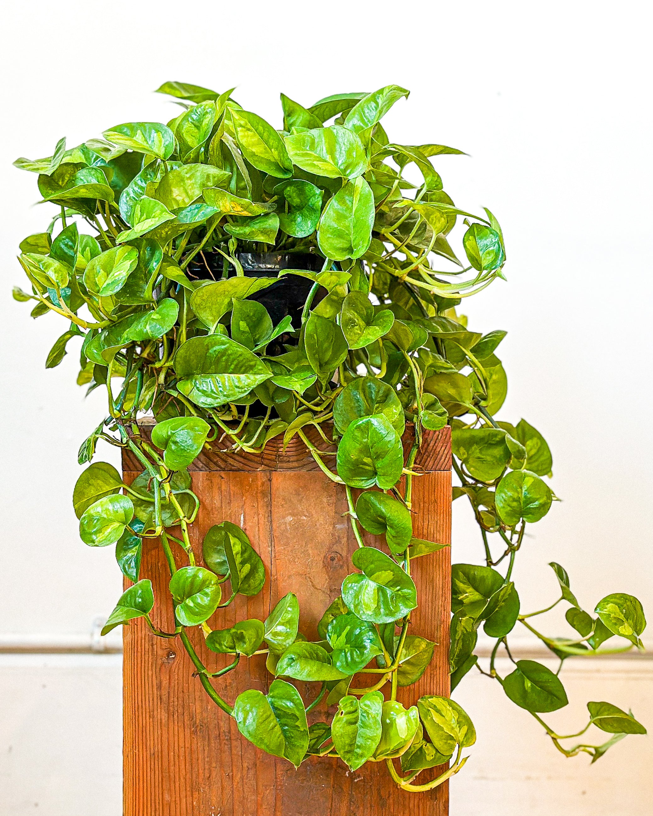 pothos global green Global Green Pothos (Epipremnum Aureum)