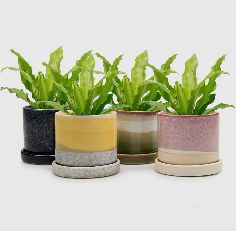 Chive - Minute Planter