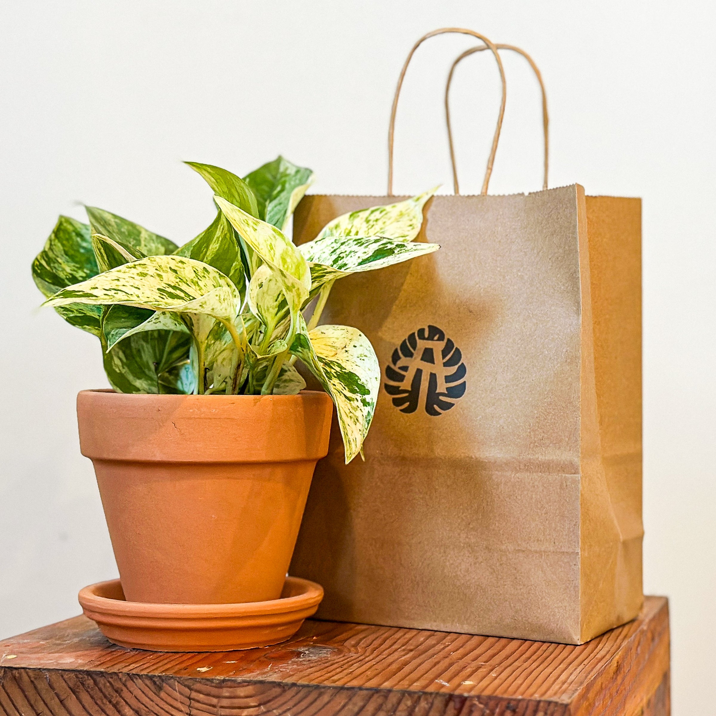 PRE-ORDER: Mother's Day Plant + Planter