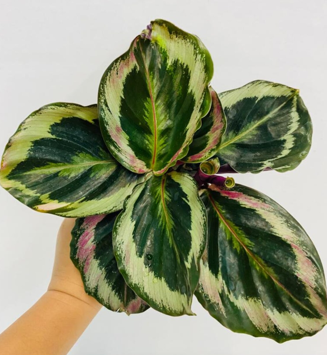 Calathea - Shine Star