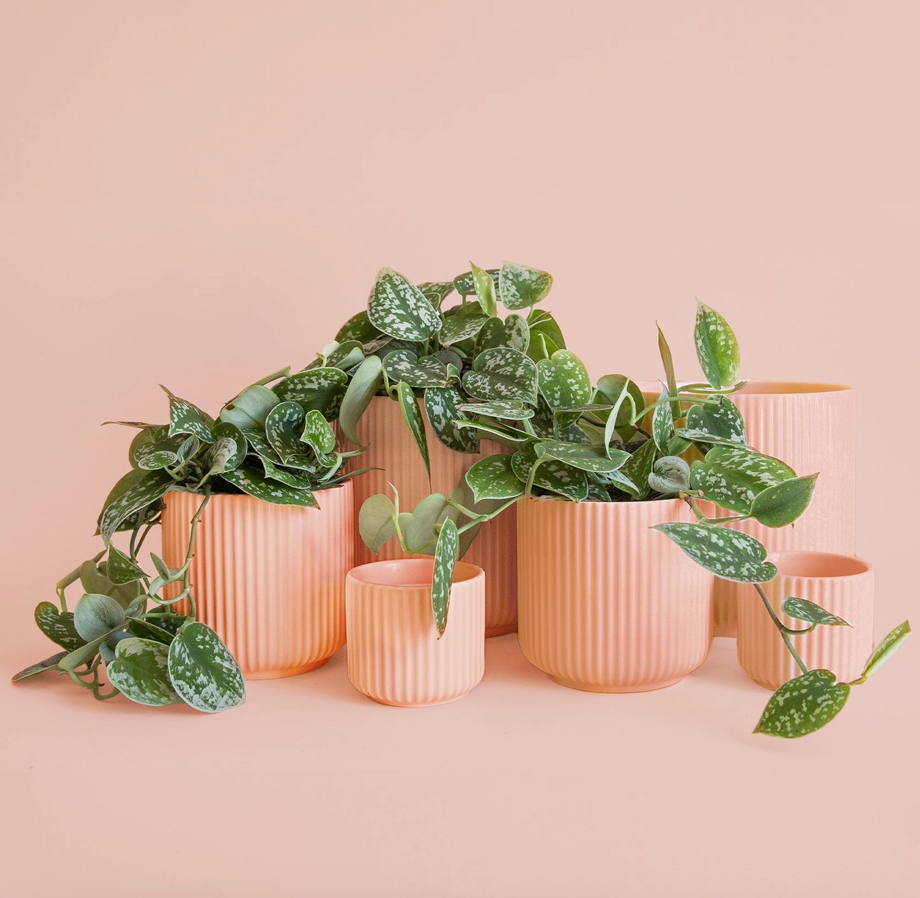 Jungle Club - Lucy Planter