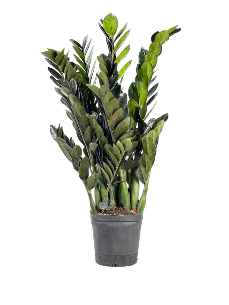 ZZ Plant