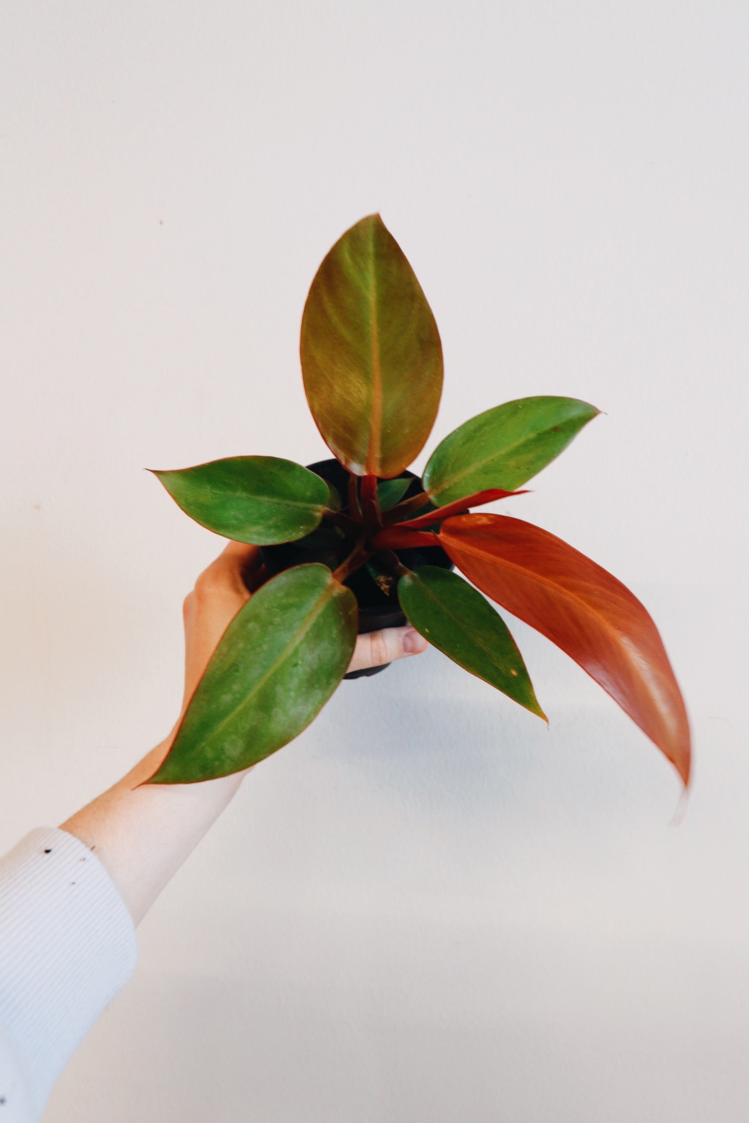 philodendron prince of orange vs red sun Philodendron Red Sun