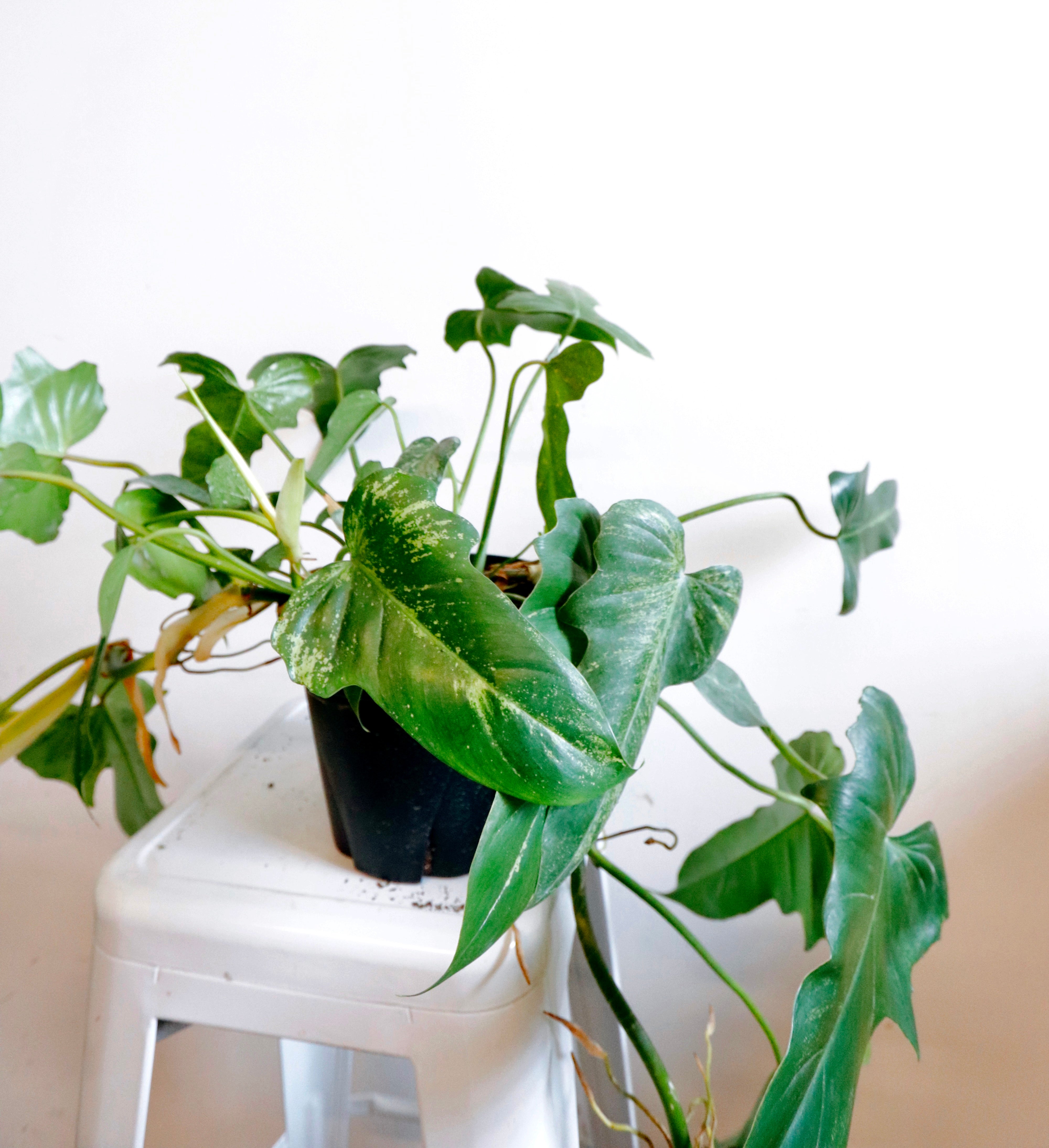 Philodendron 'Golden Dragon'
