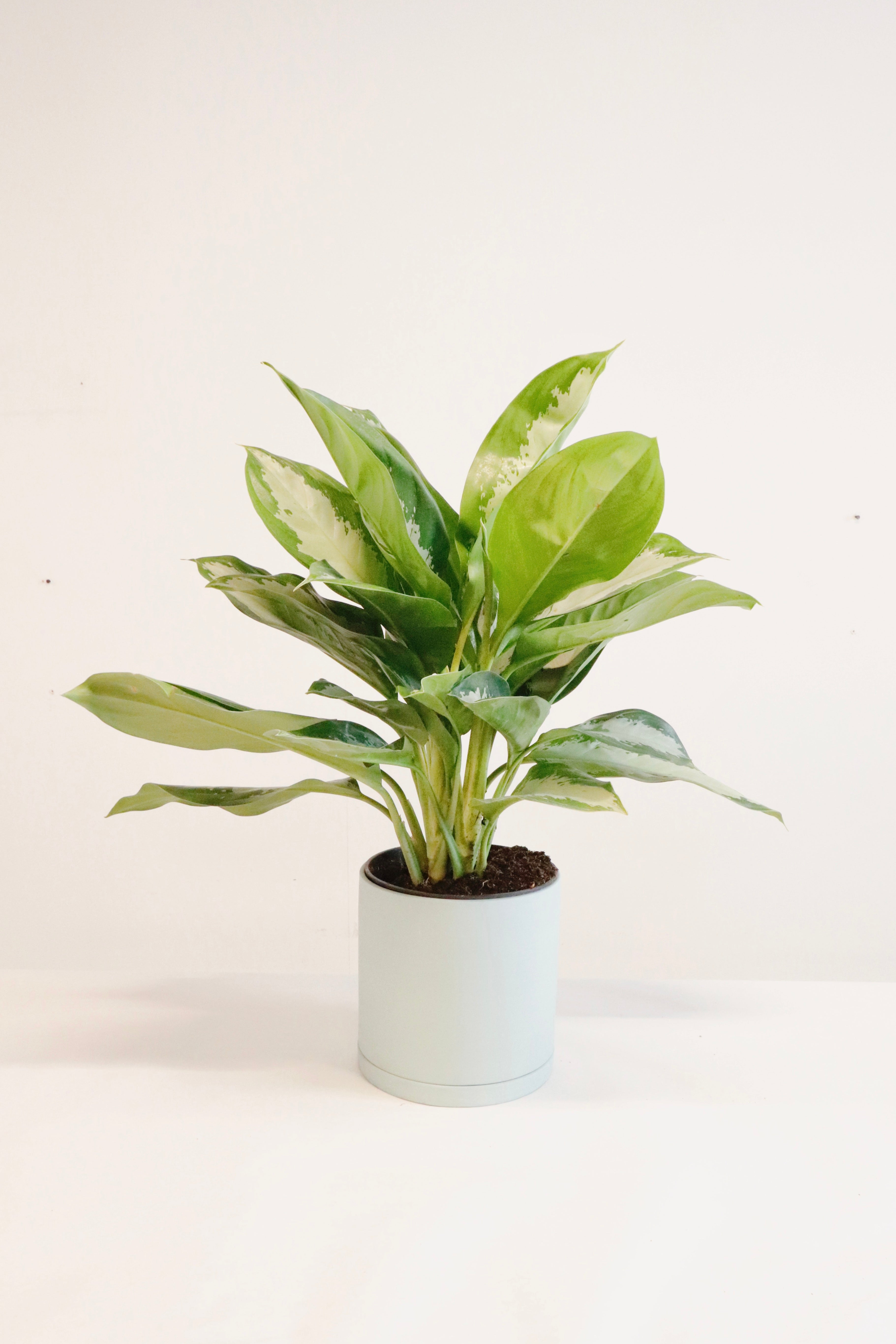 aglaonema large diamond bay Aglaonema 'Diamond Bay'
