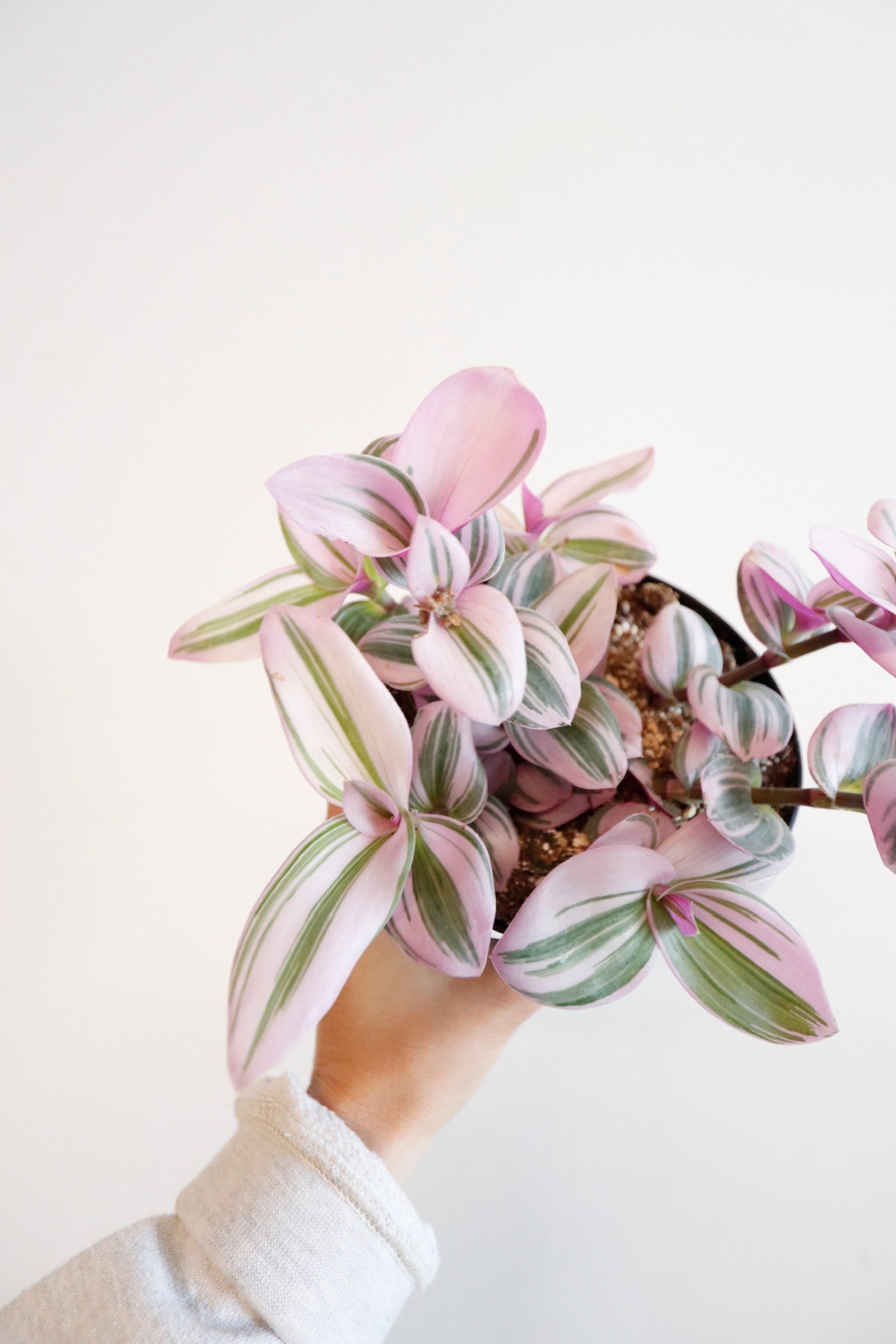 Tradescantia Nanouk