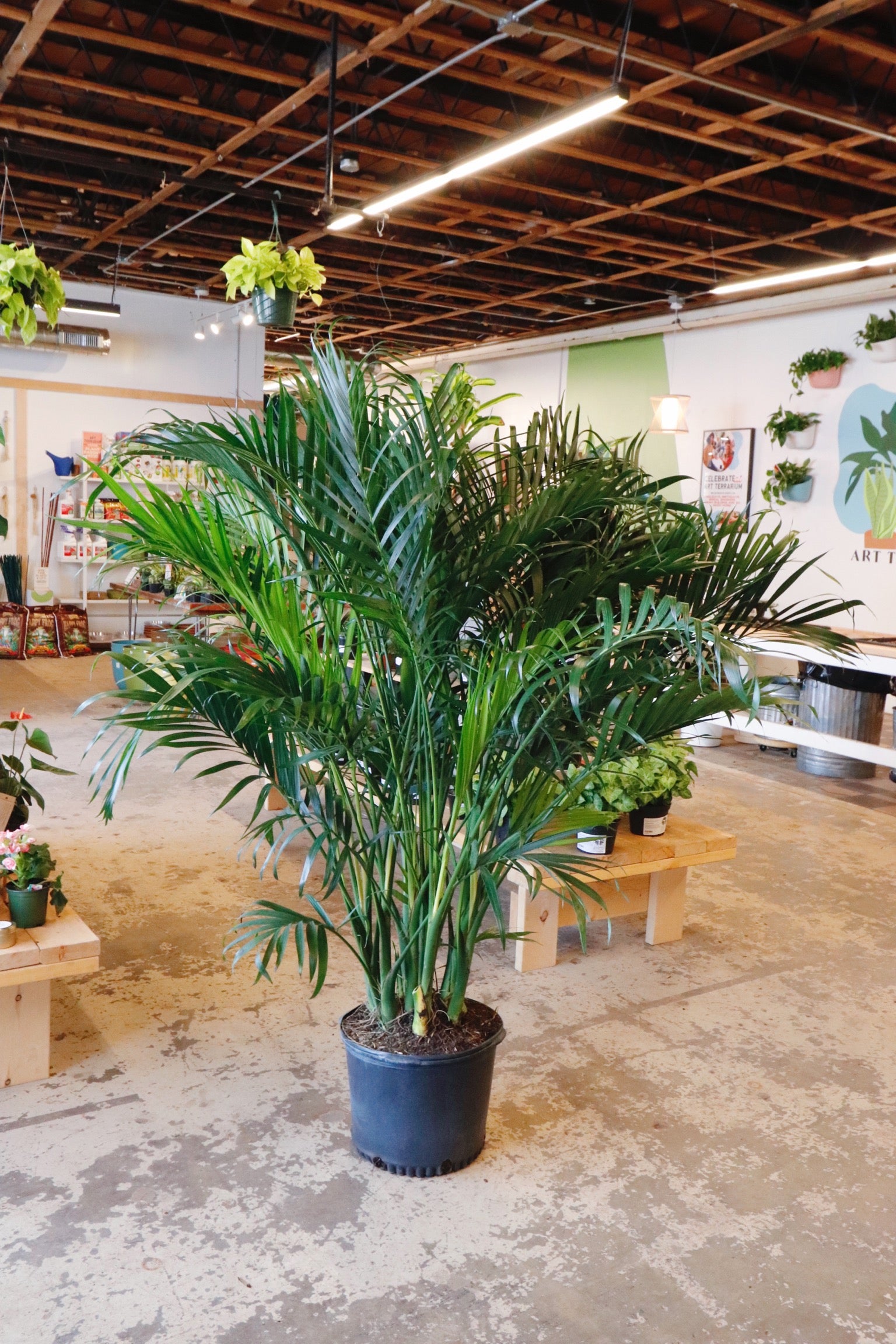 Cat Palm