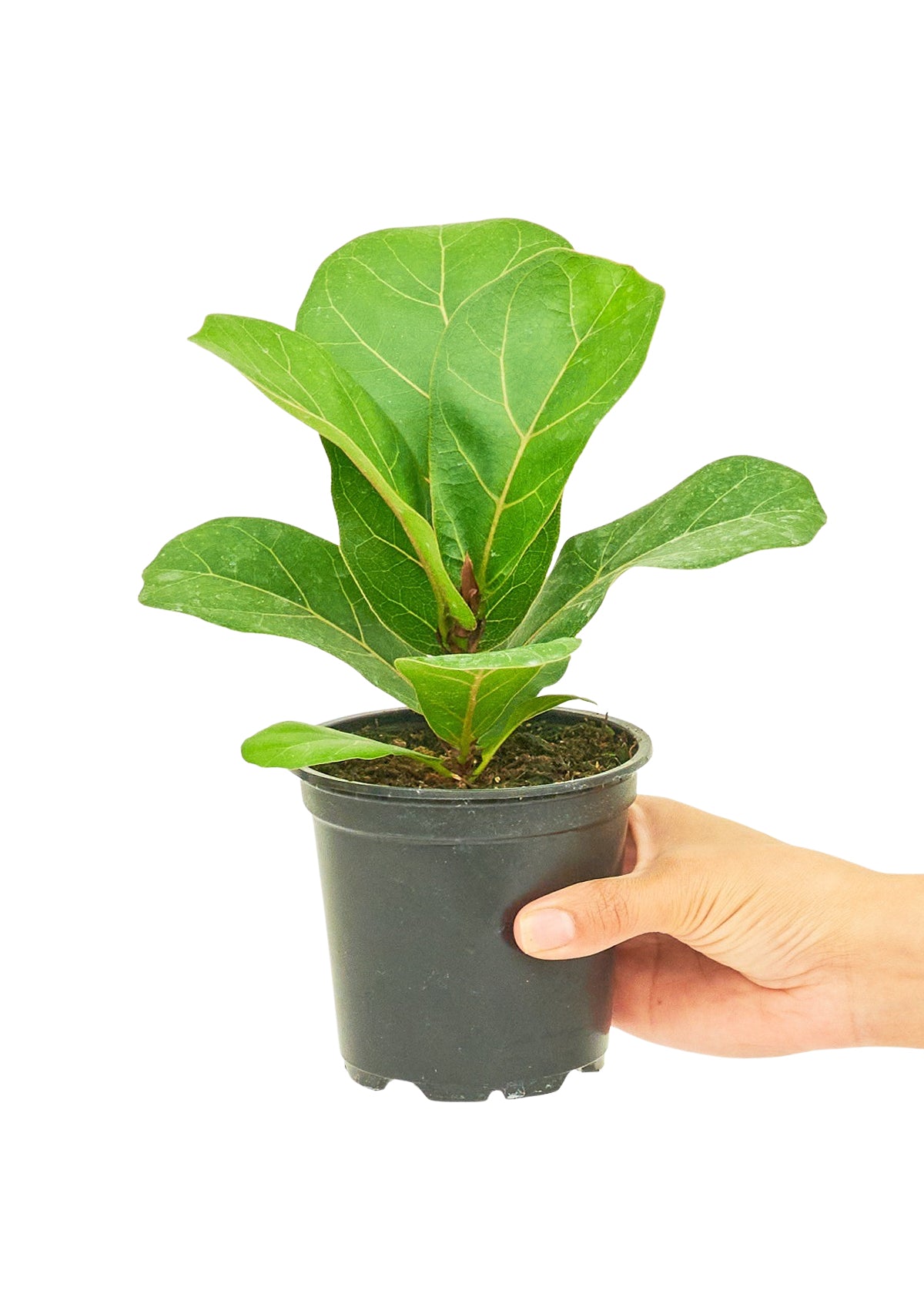 Fiddle Leaf Fig, Small (Nationwide Shipping)