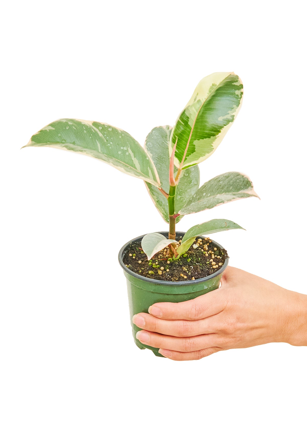 Ficus Elastica 'Tineke' Small (Nationwide Shipping)